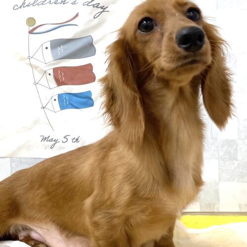 みずな