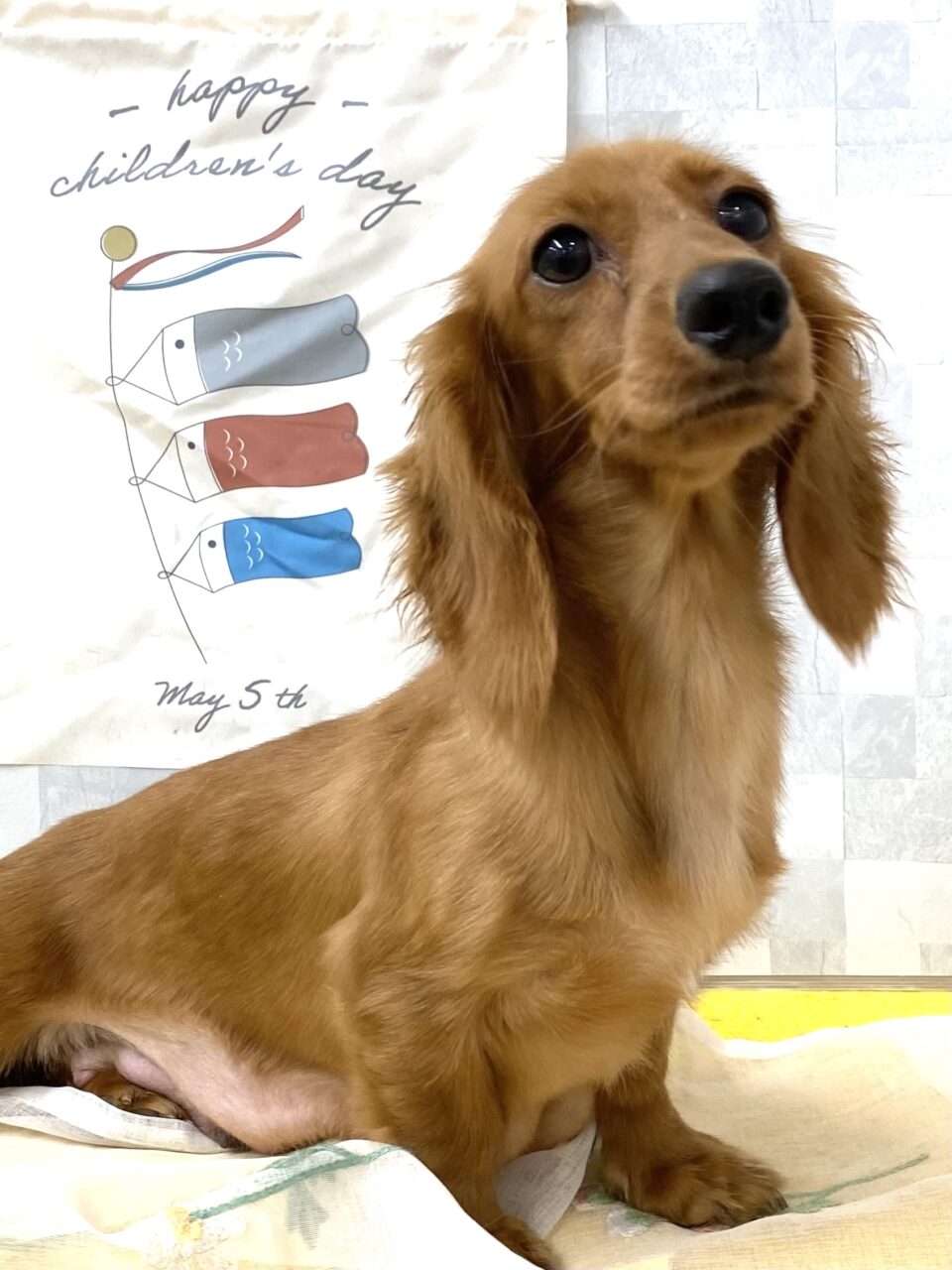 Ｍ・ダックス