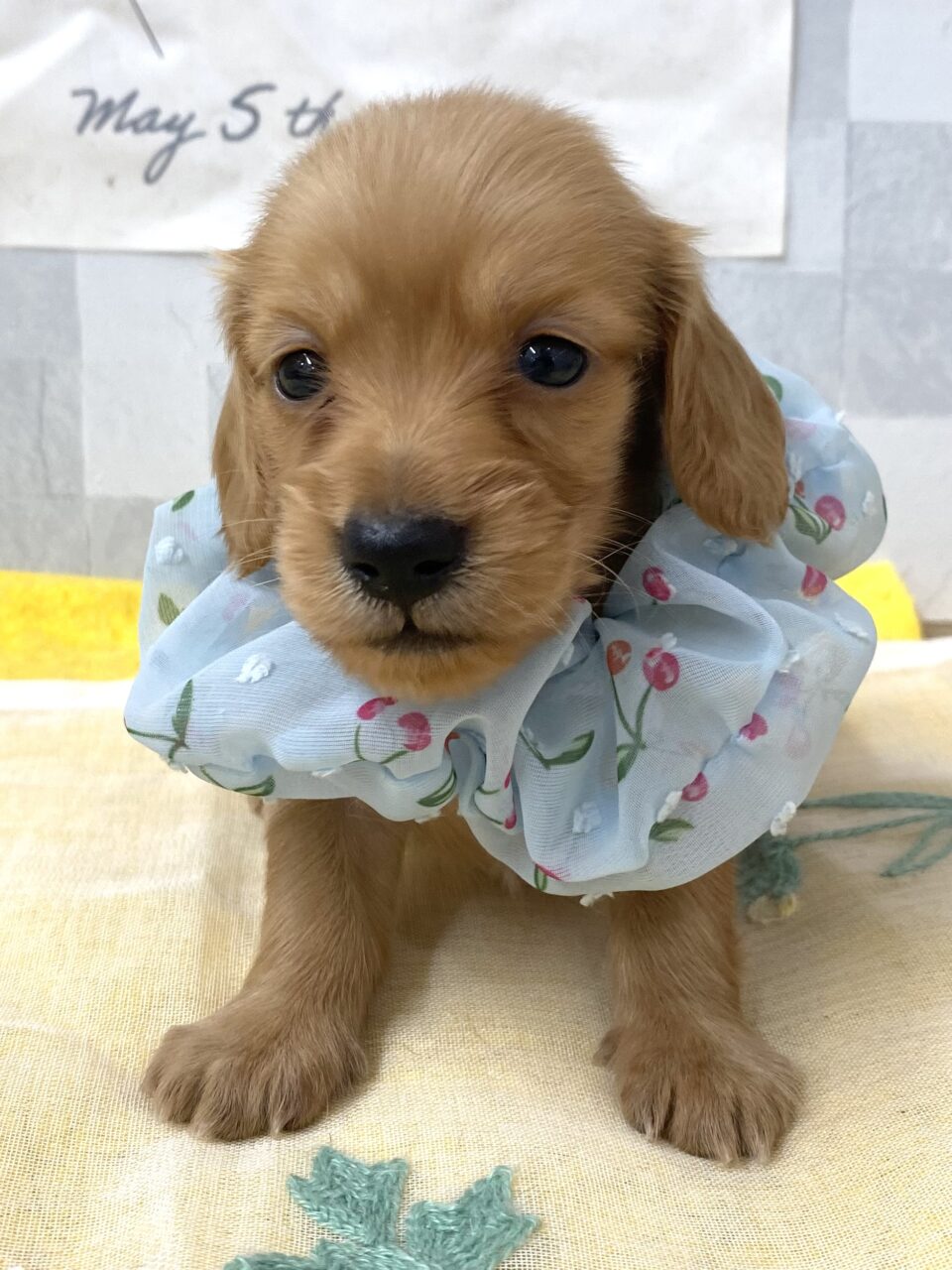 Ｍ・ダックス