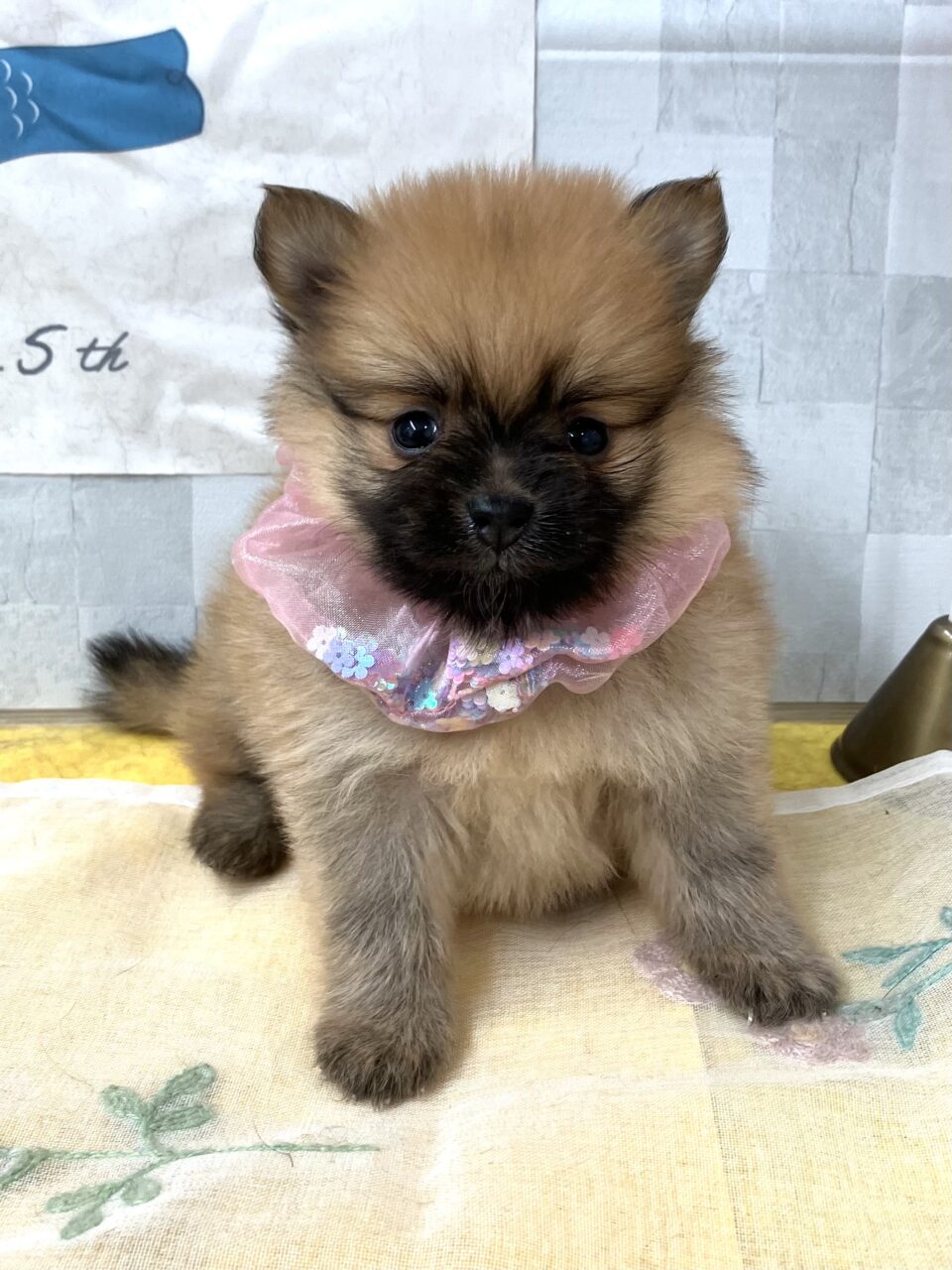 ポメラニアン
