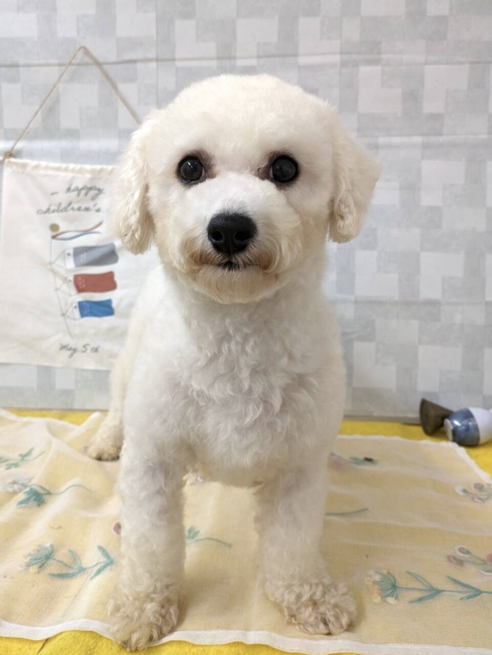 ビションフリーゼ