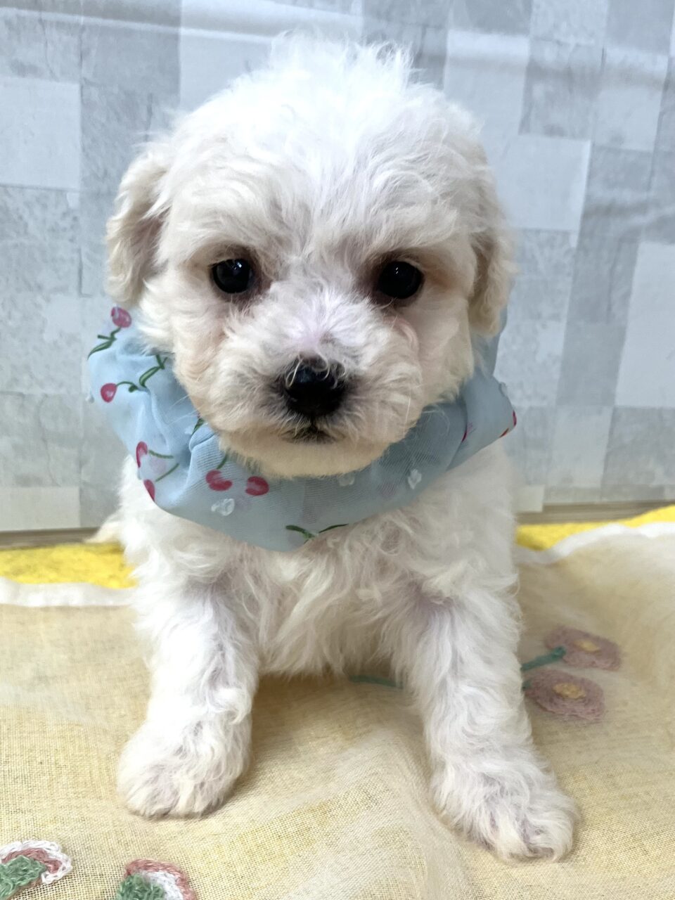 ビションフリーゼ