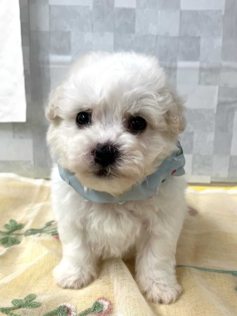 ビションフリーゼ