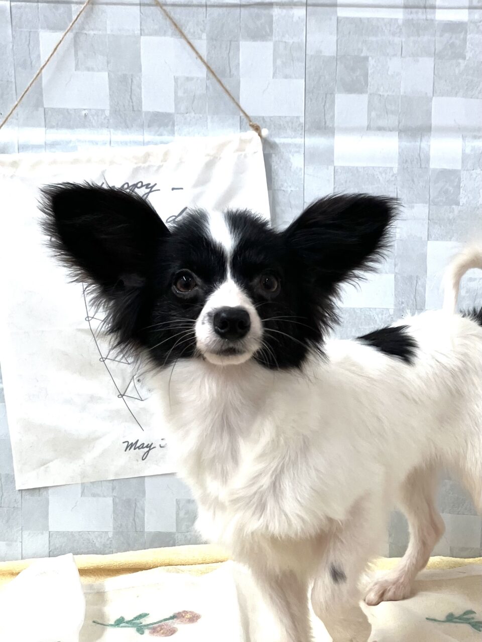 パピヨン