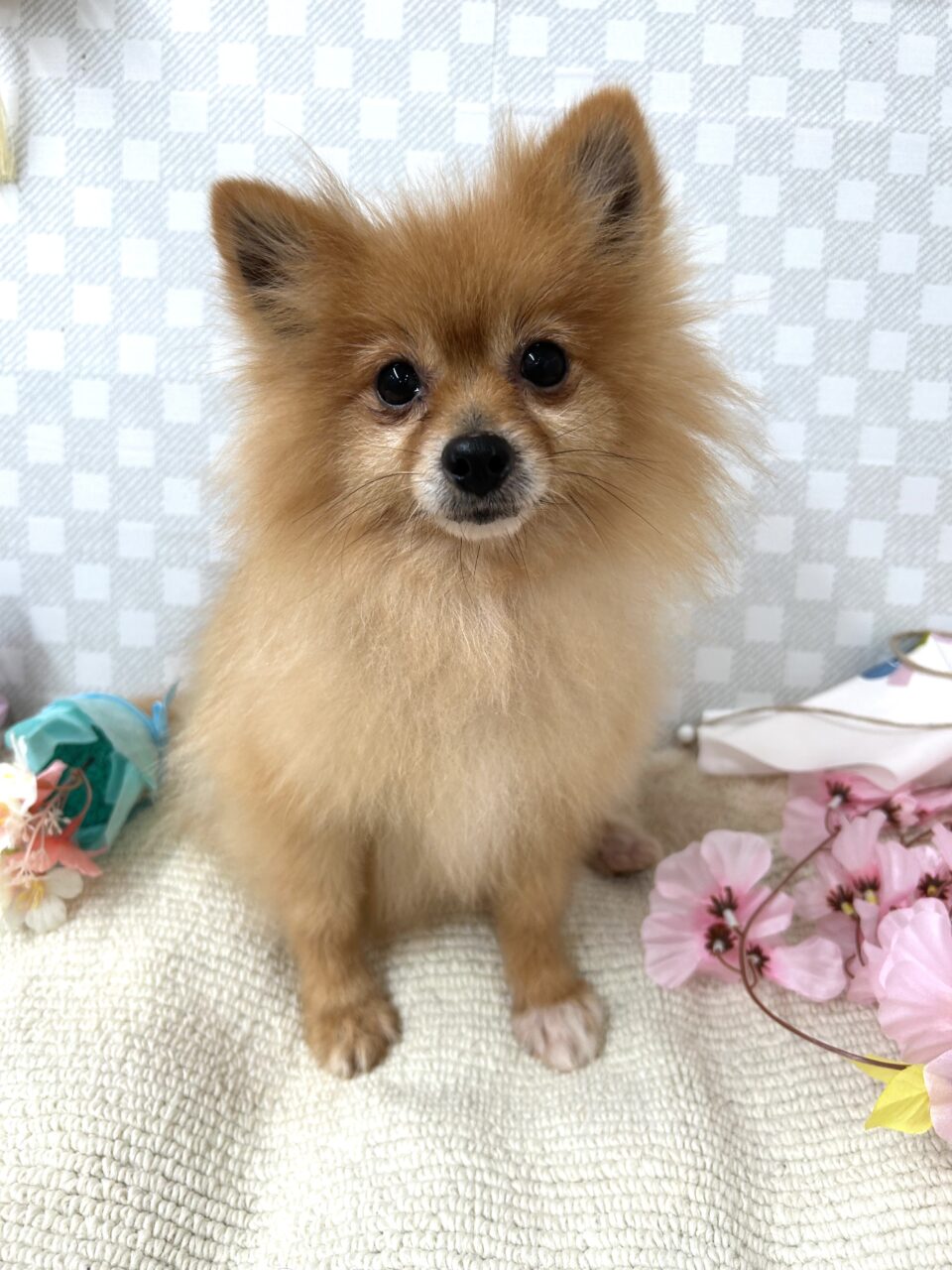 ポメラニアン