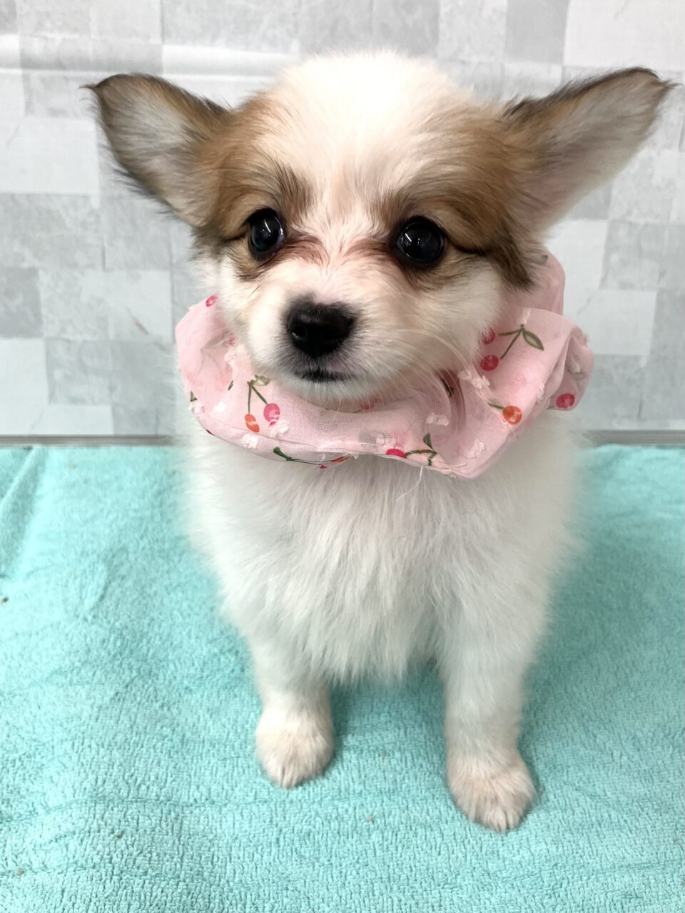 ＭＩＸ