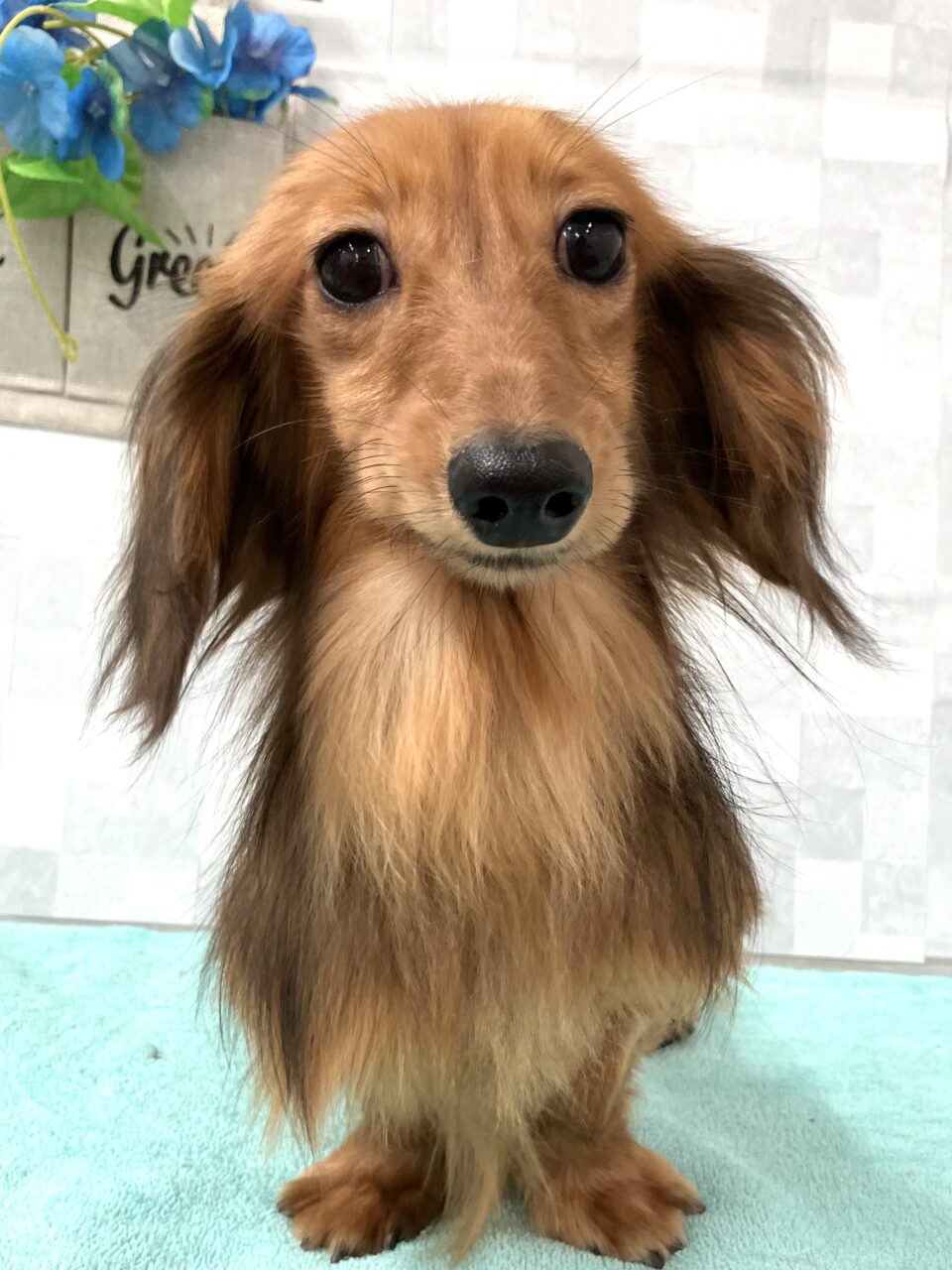 Ｍ・ダックス
