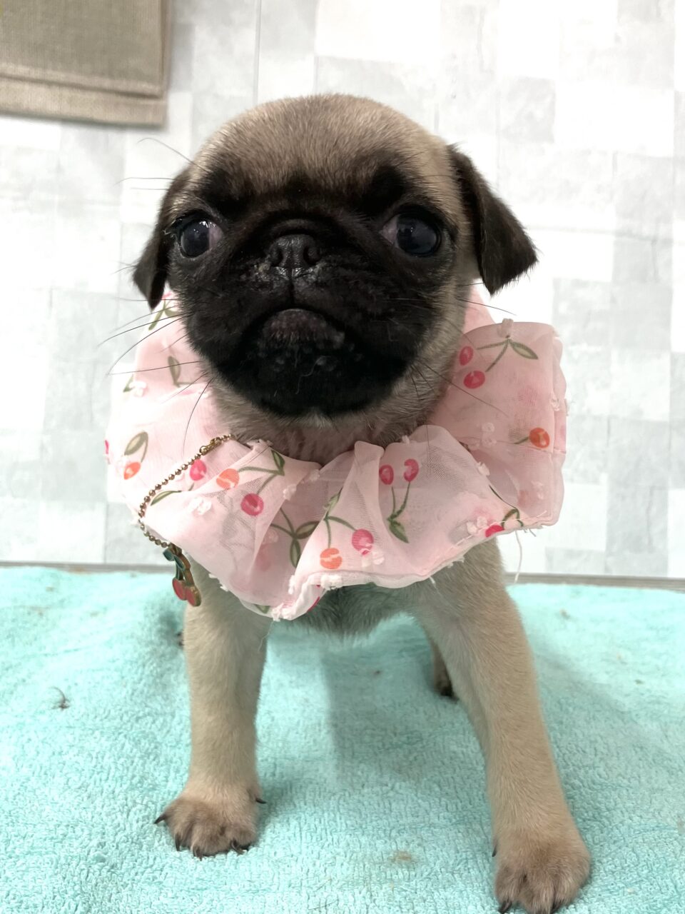 パグ