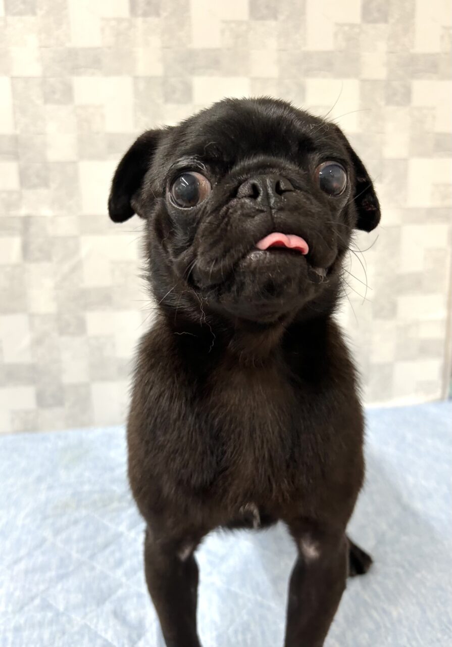 パグ
