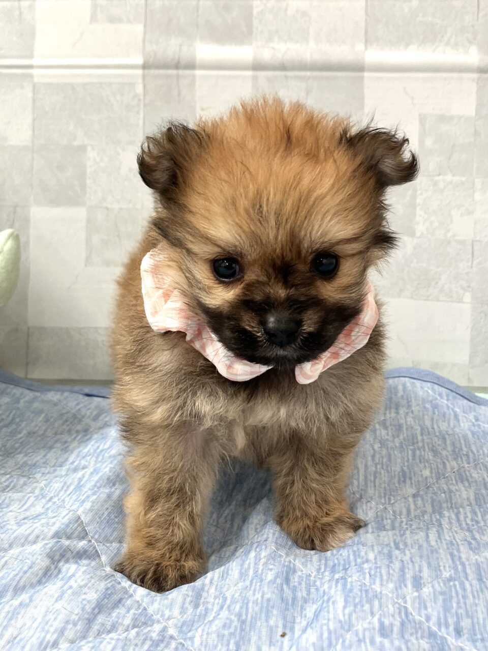 ポメラニアン