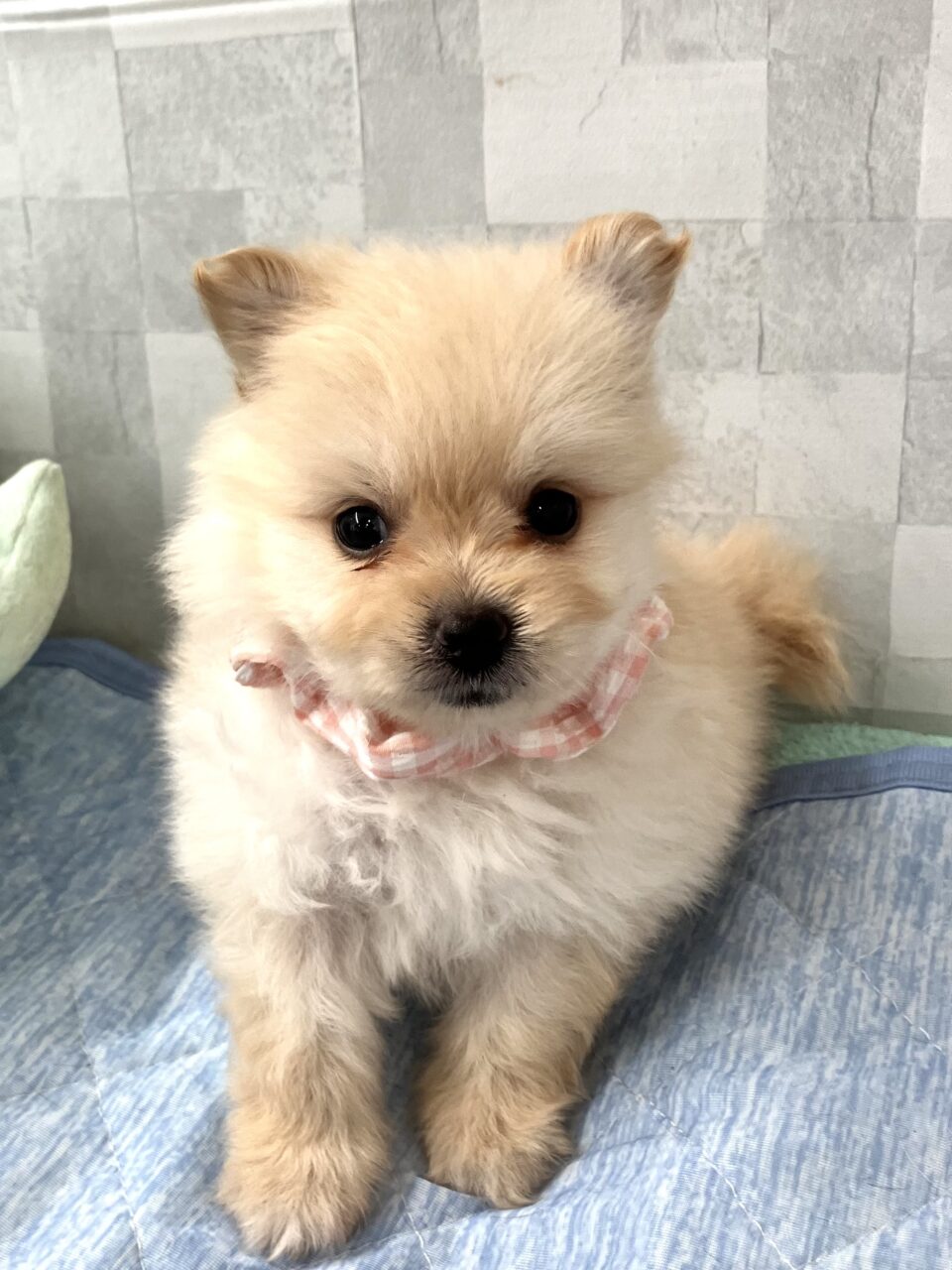 ポメラニアン