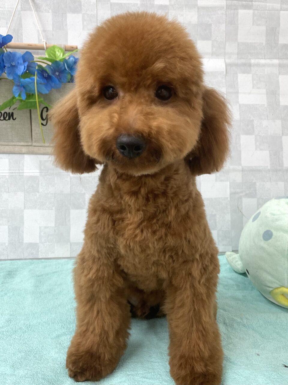 トイプードル