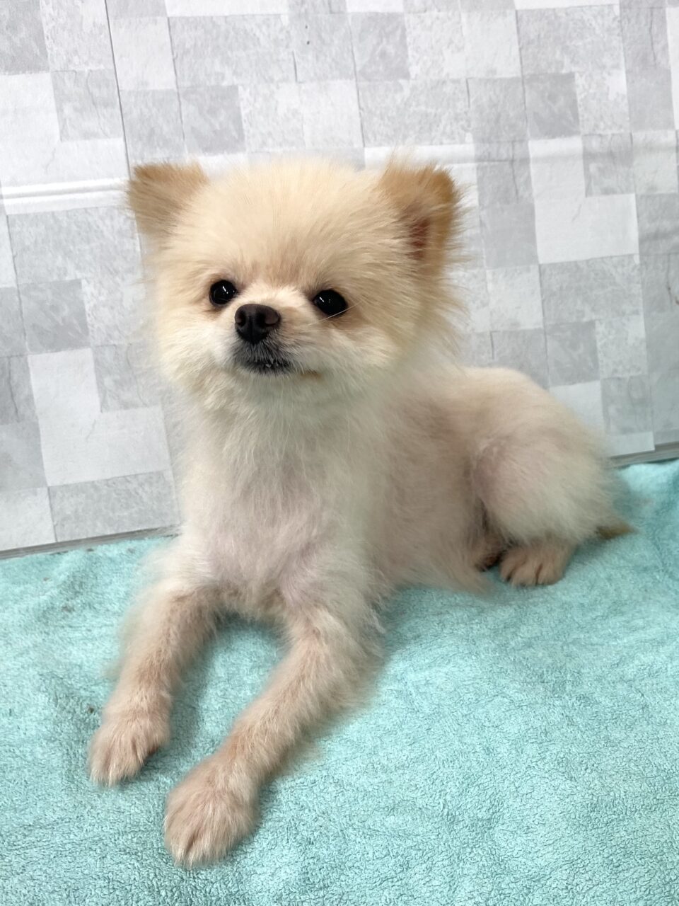 ポメラニアン