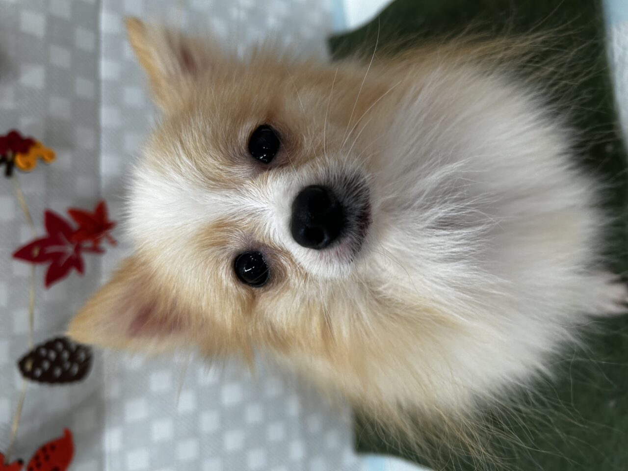 ★ポメラニアン★女の子★お値下げ中☆