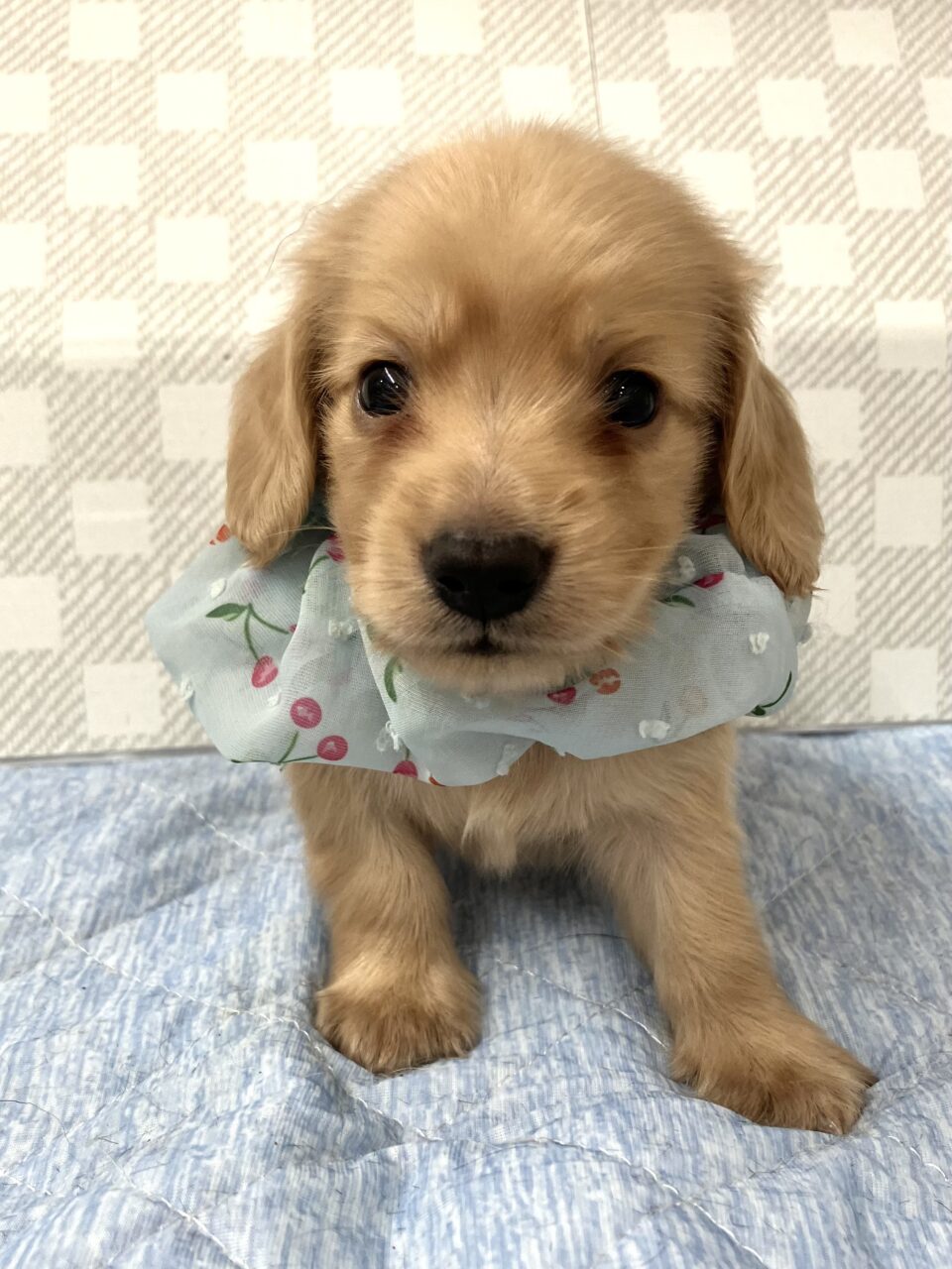 Ｍ・ダックス