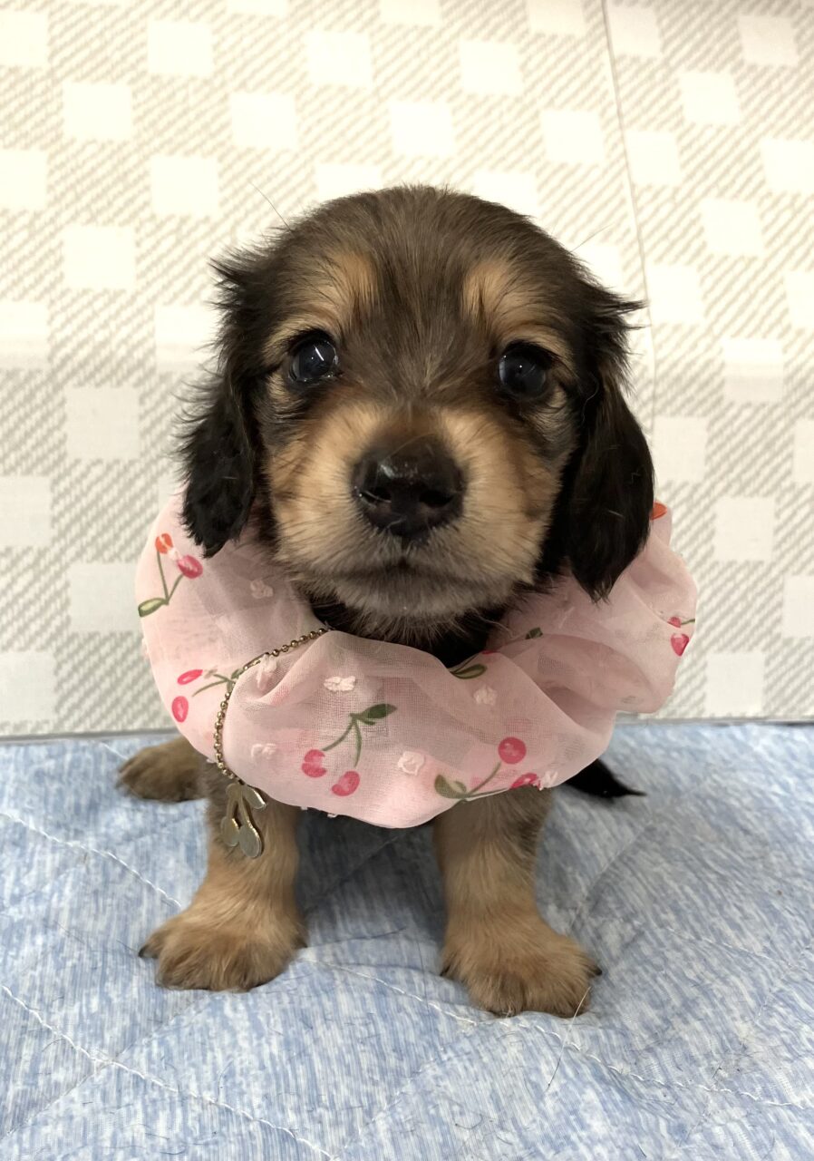 Ｍ・ダックス