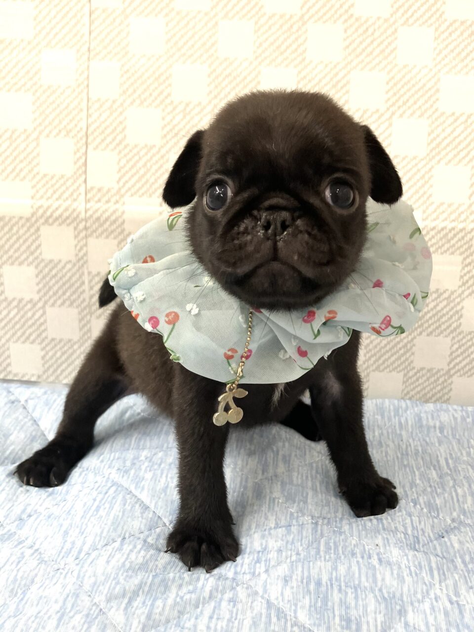 パグ