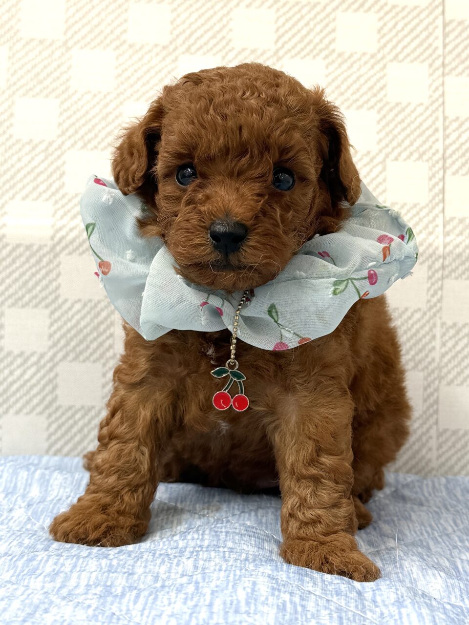 ★プードル★男の子★