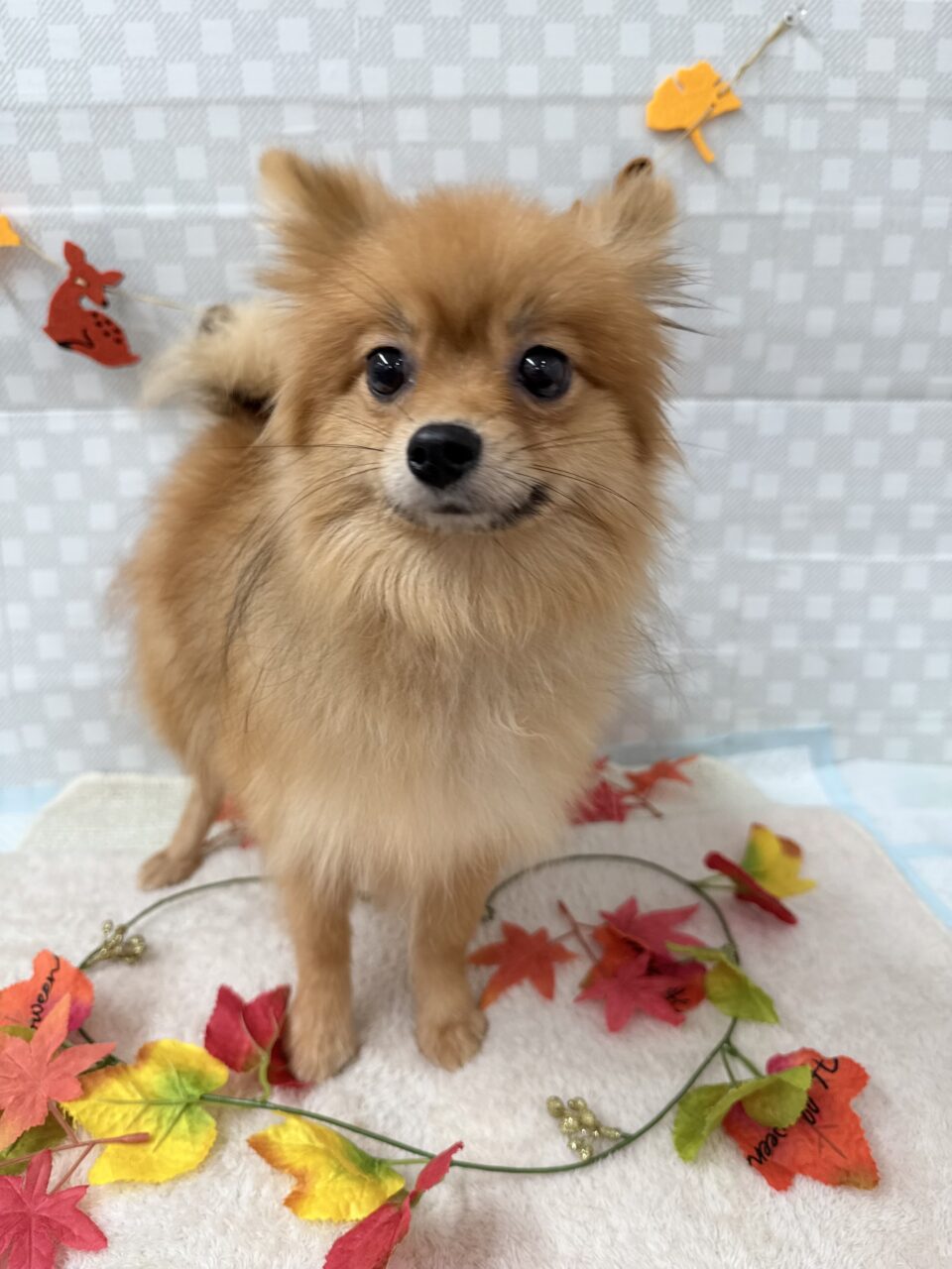 ★ポメラニアン★女の子★お値下げ中☆