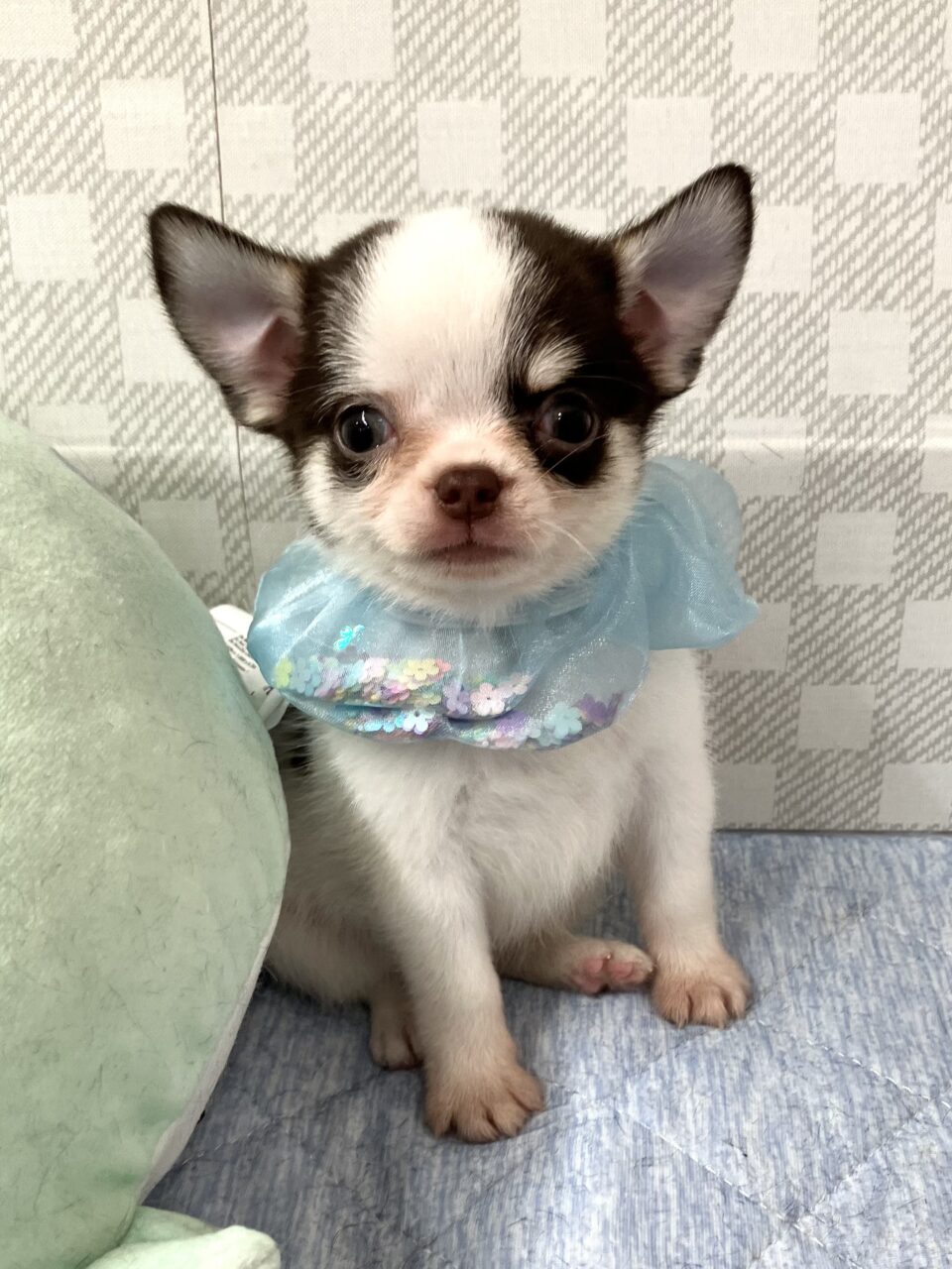 チワワ