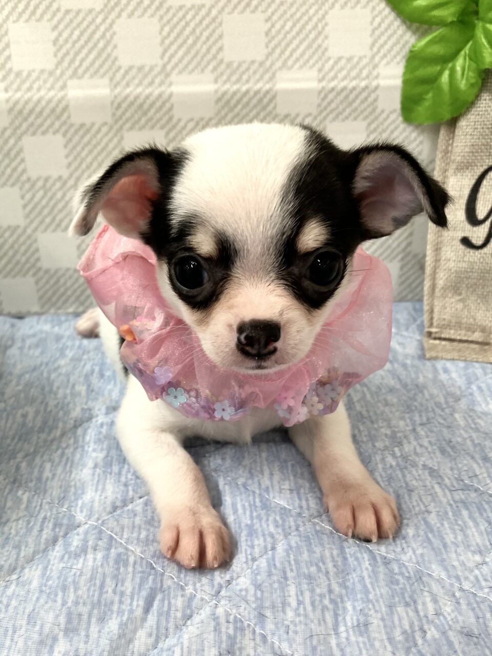チワワ