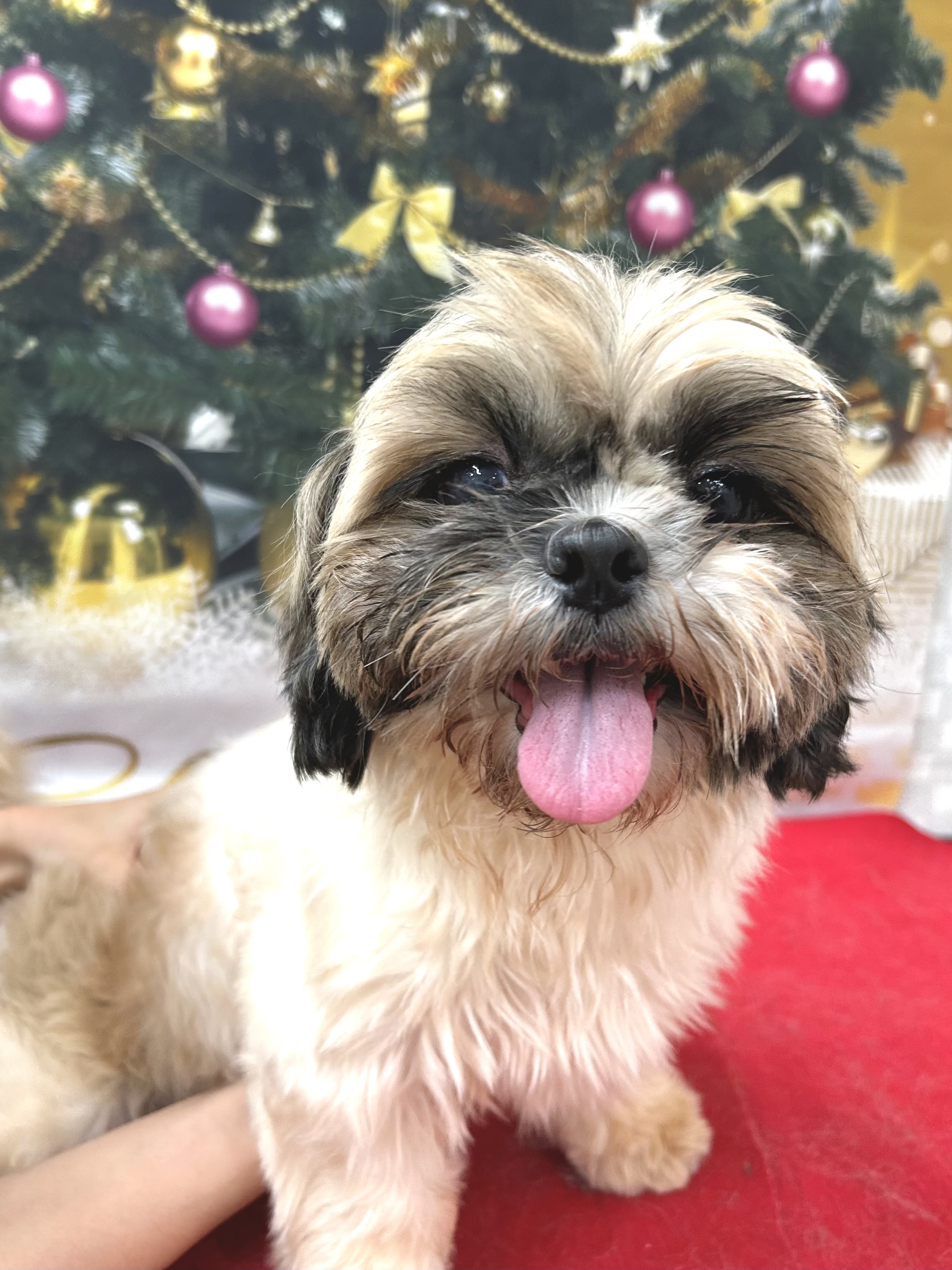 ☆みさとちゃん‪☆