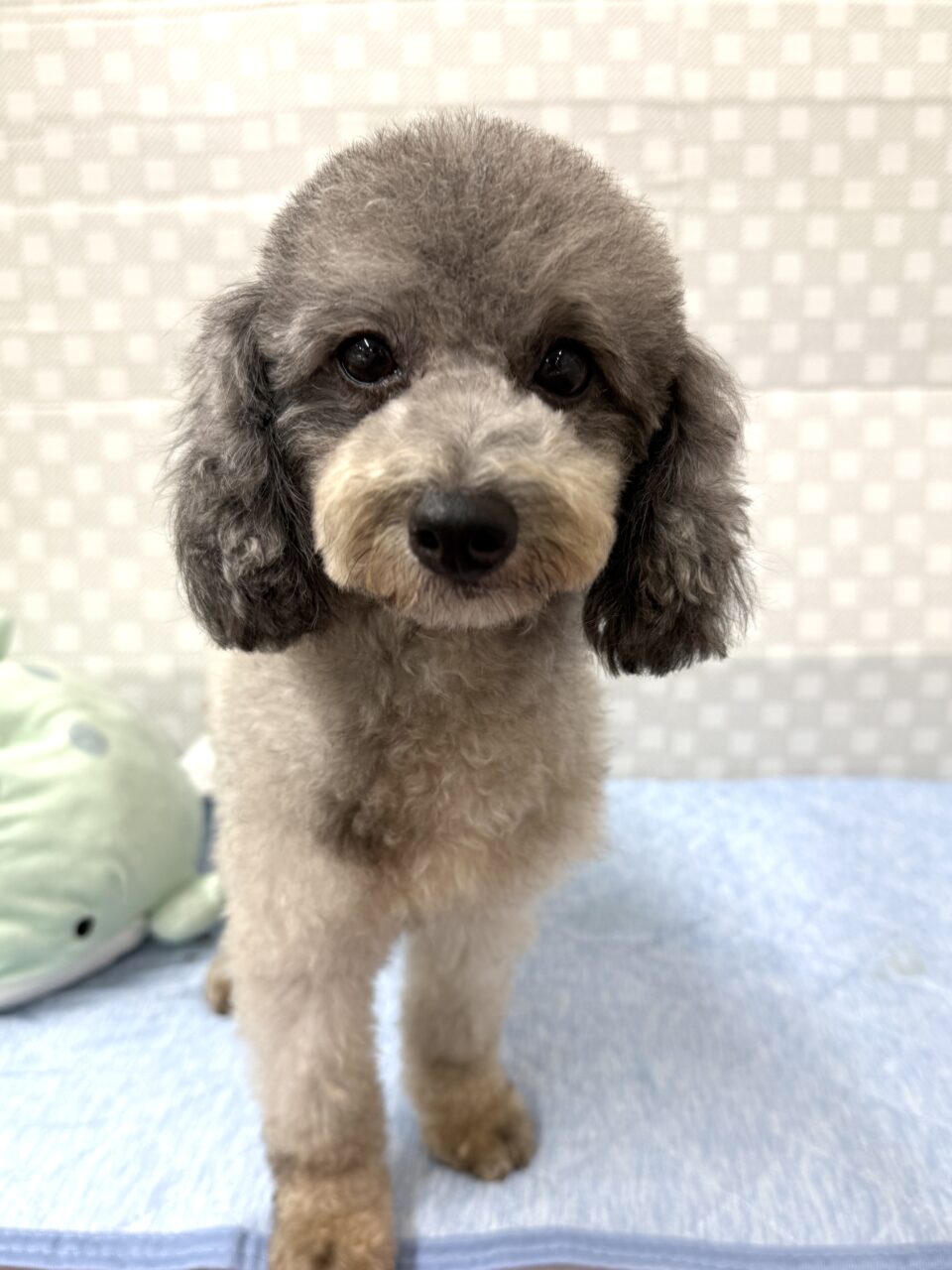 トイプードル
