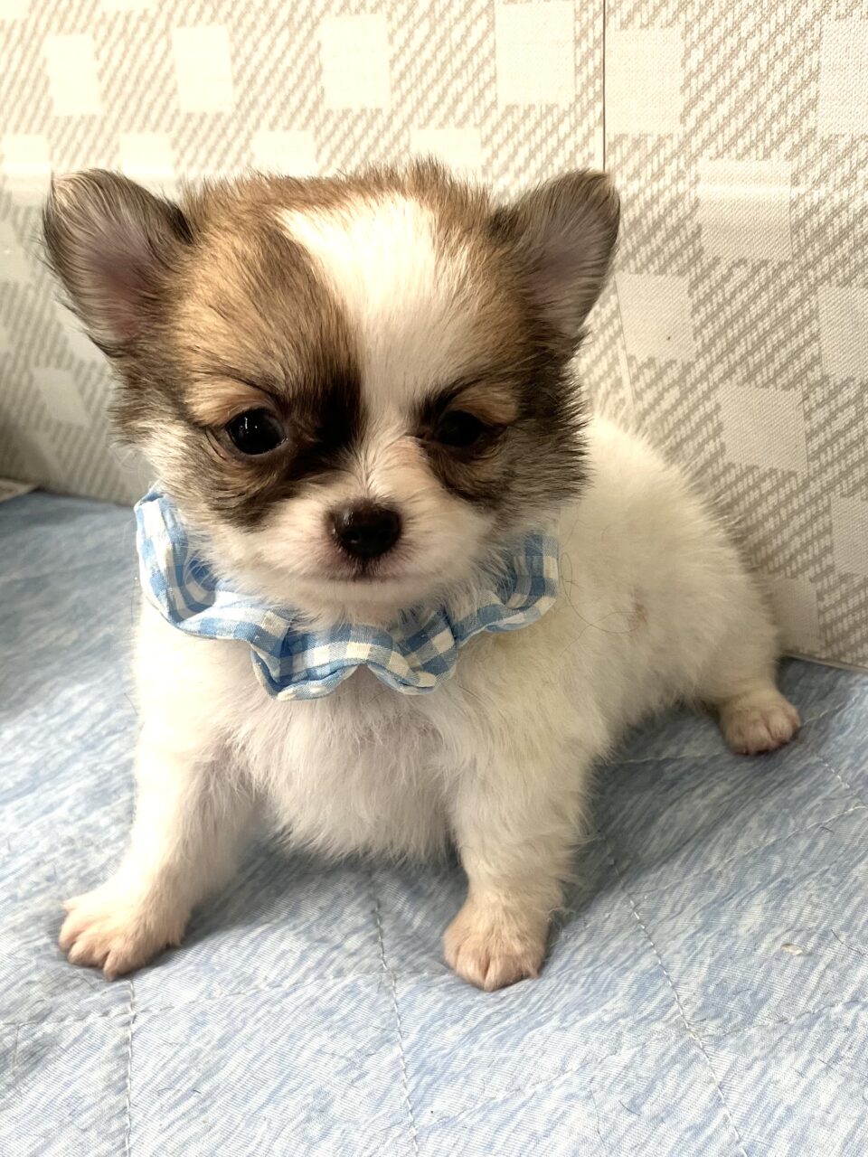 ★チワワ★男の子★