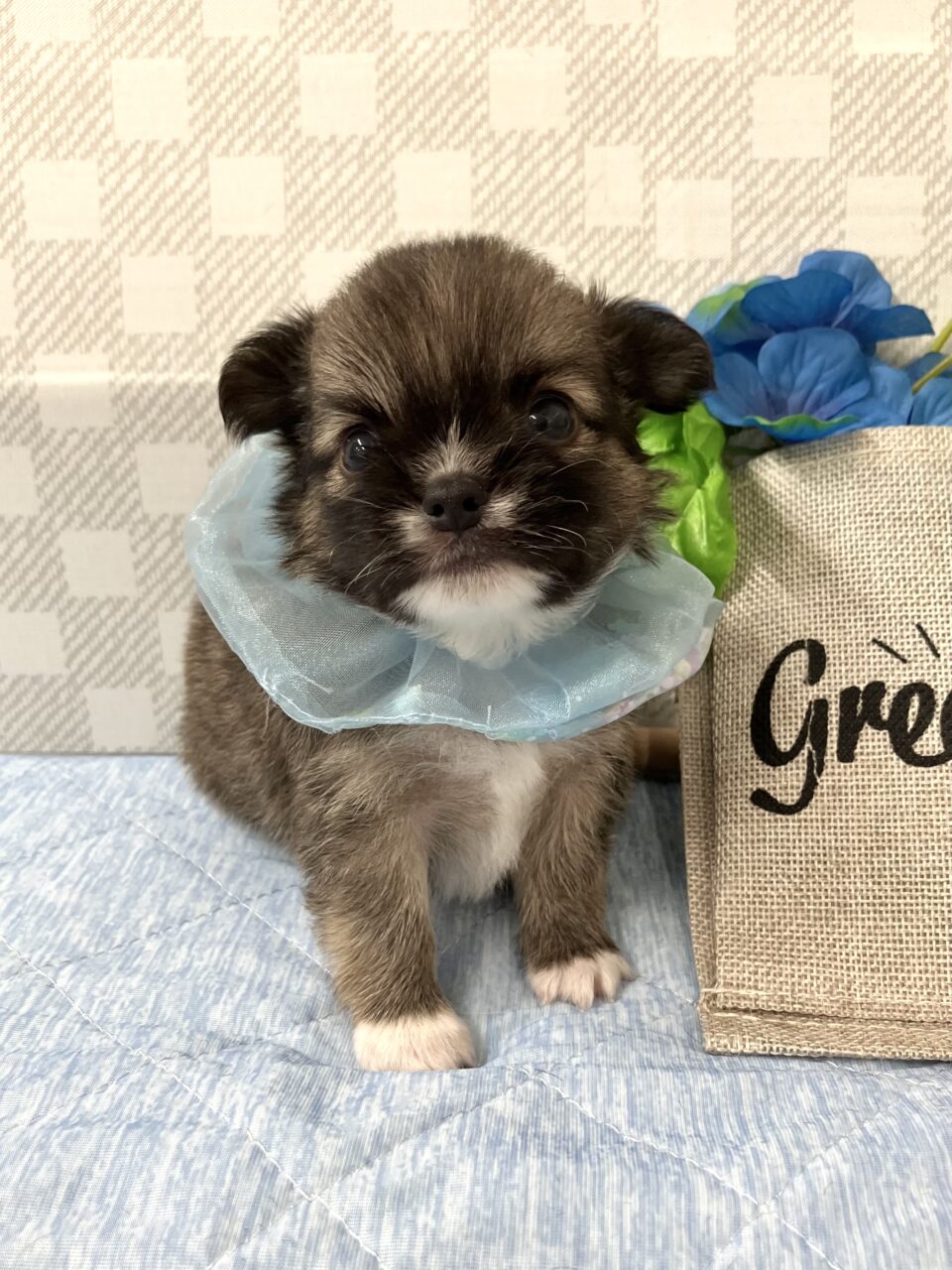 チワワ