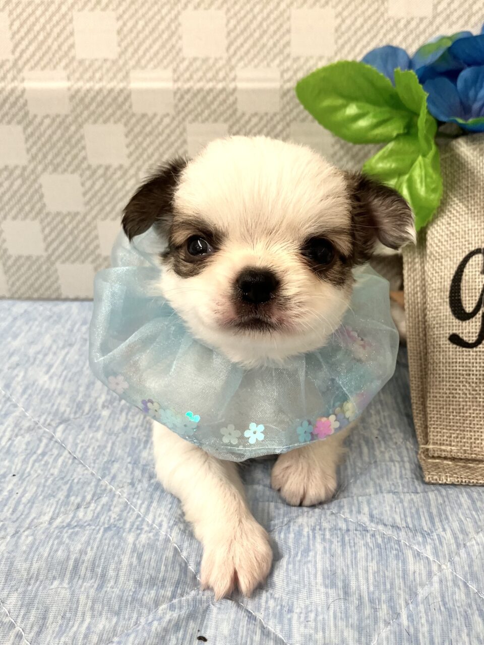 チワワ