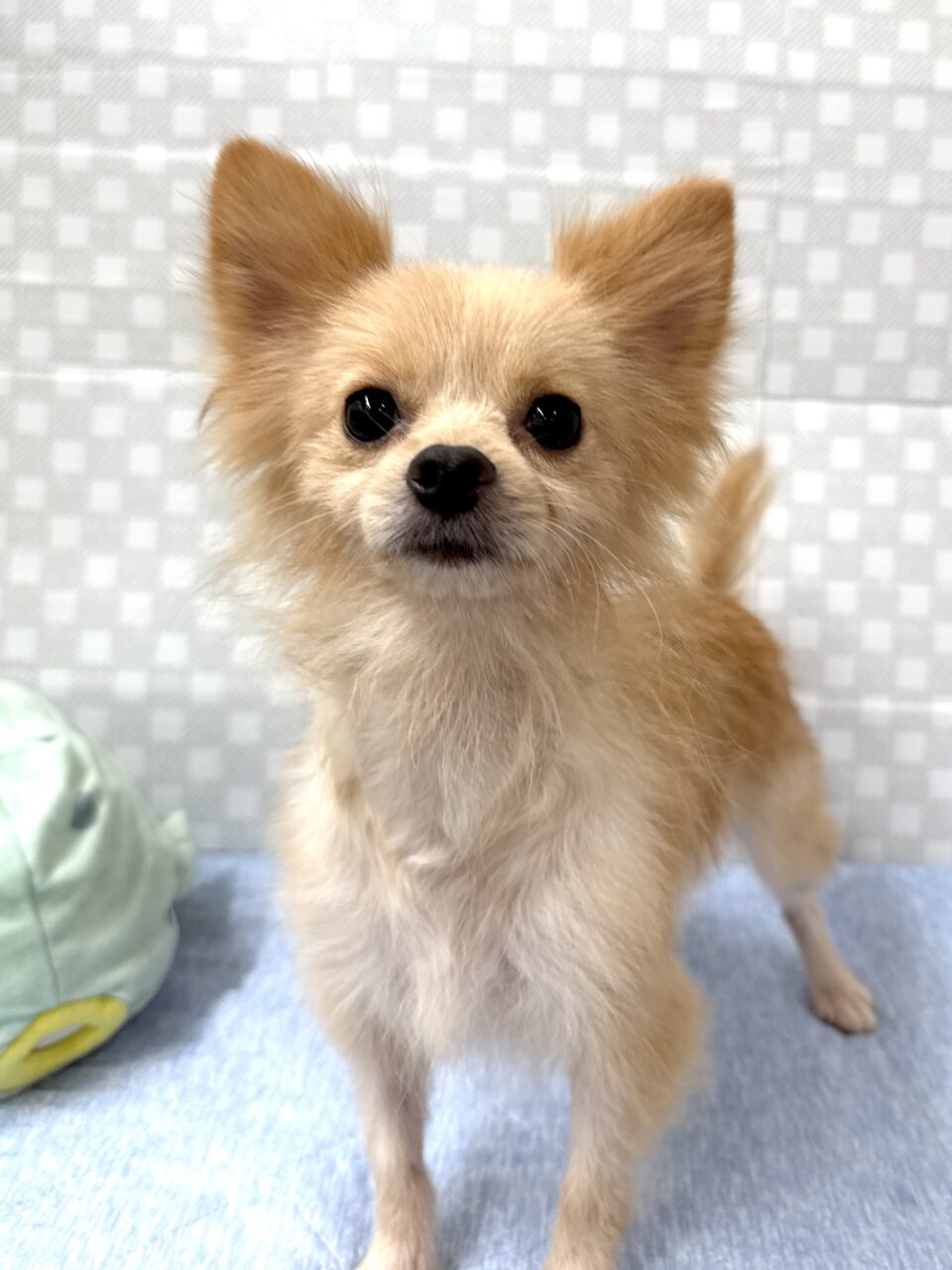 ポメラニアン