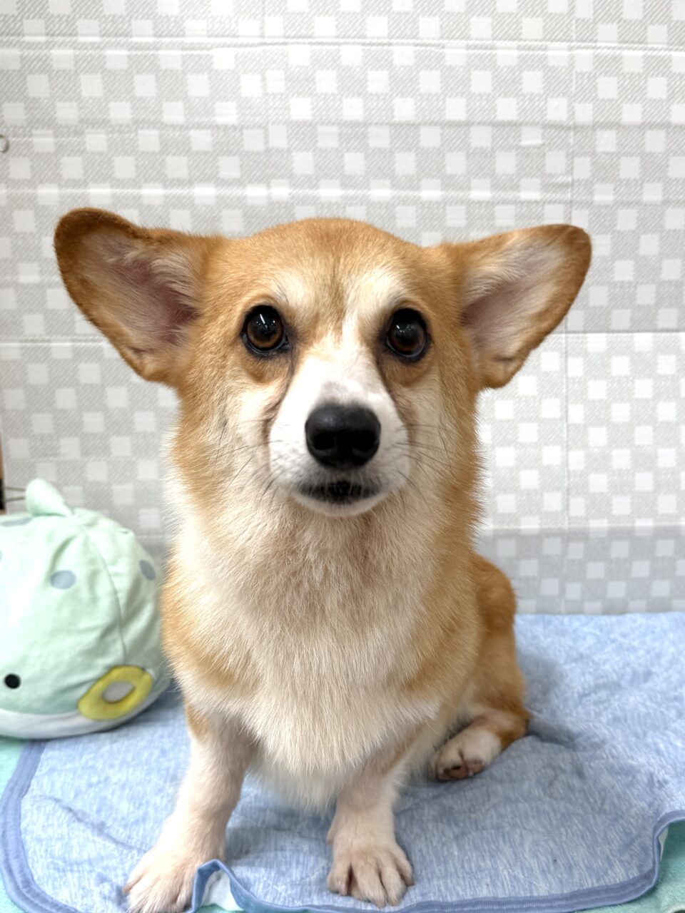 Ｗ・コーギー