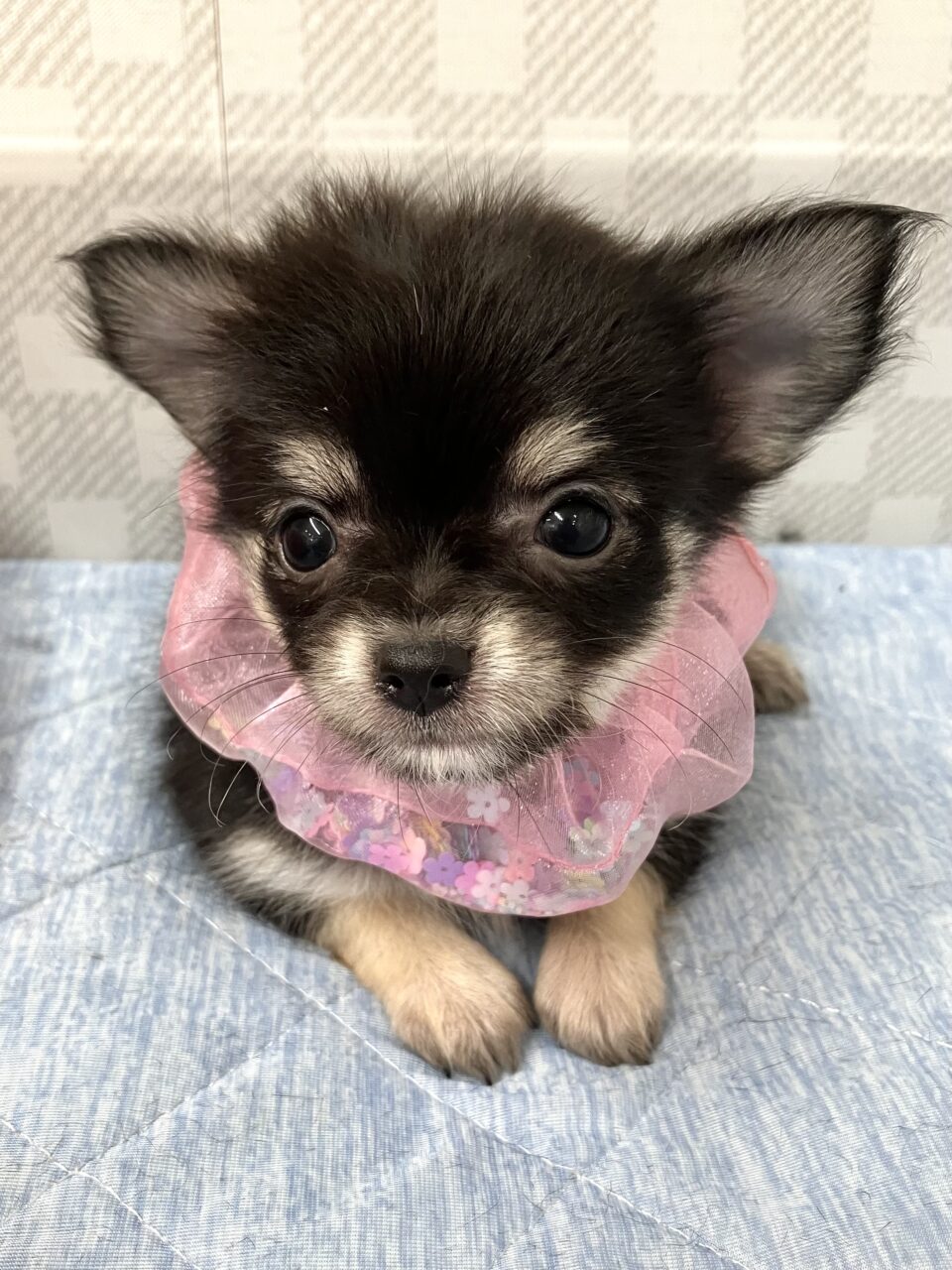 チワワ