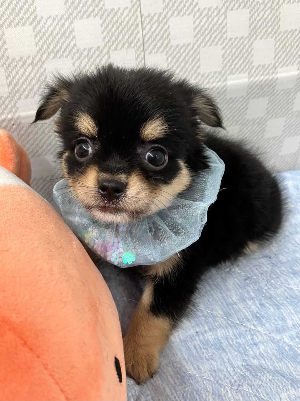 チワワ