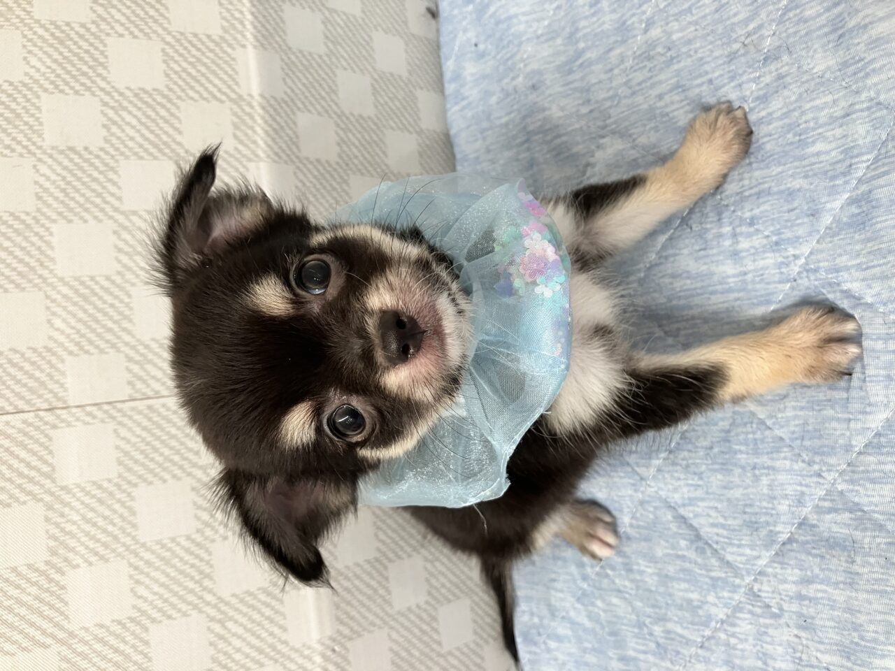 チワワ