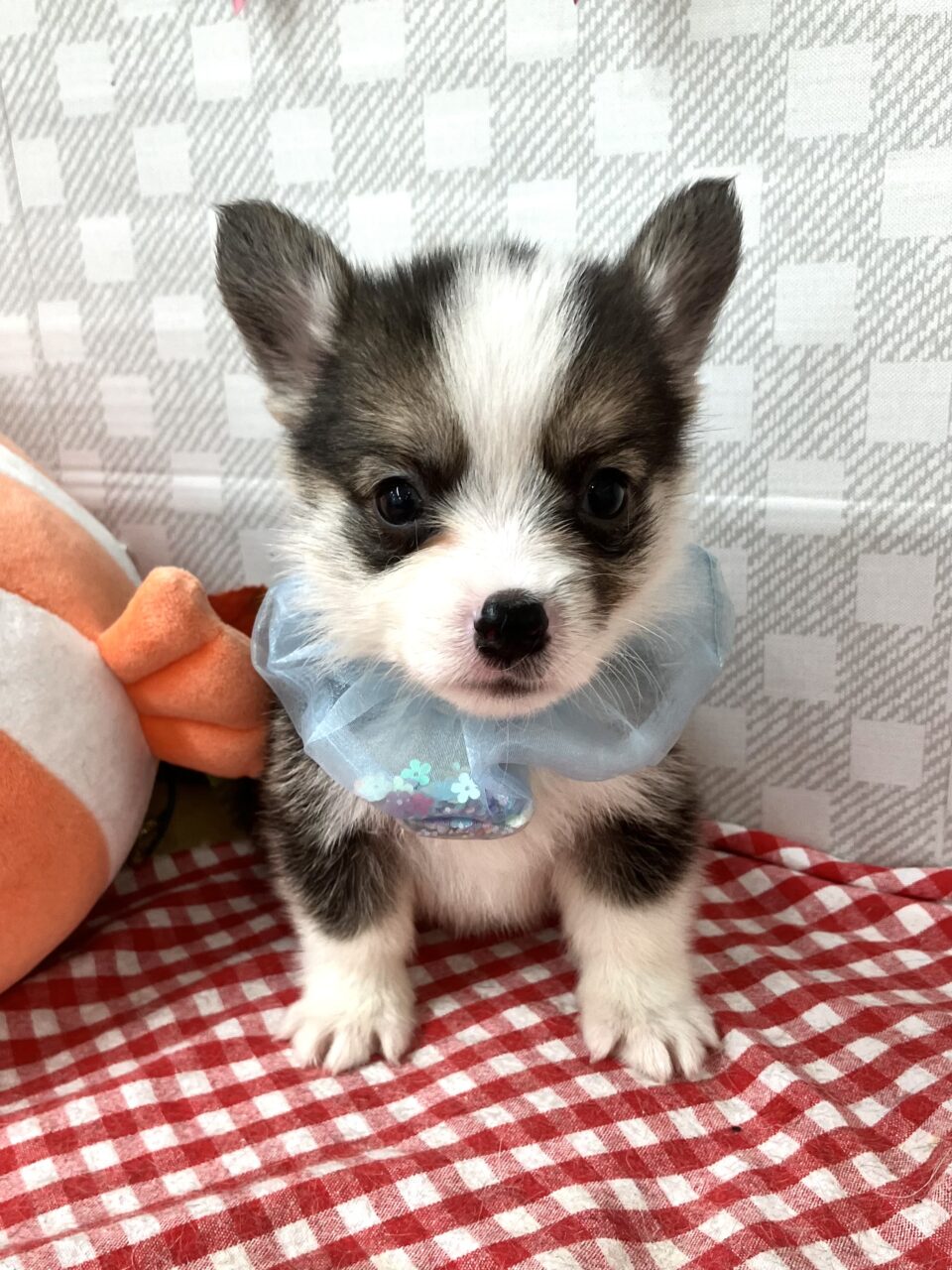 ★コーギー★男の子★
