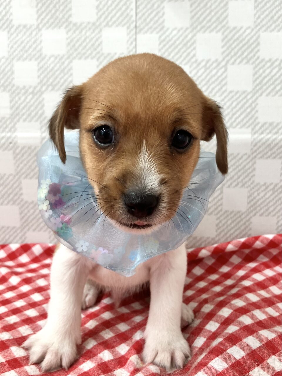 ★ジャック★男の子★