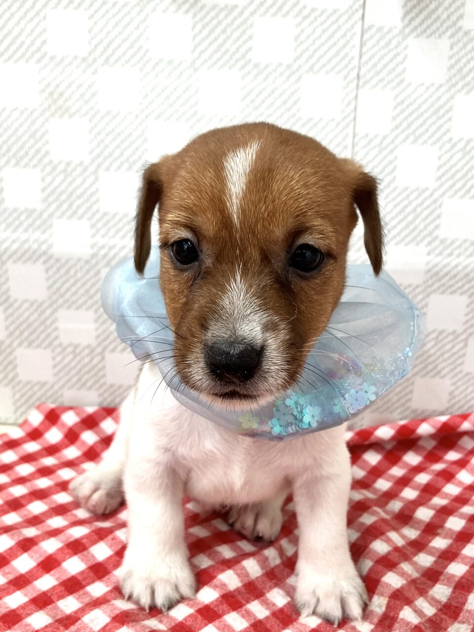 ★ジャック★男の子★
