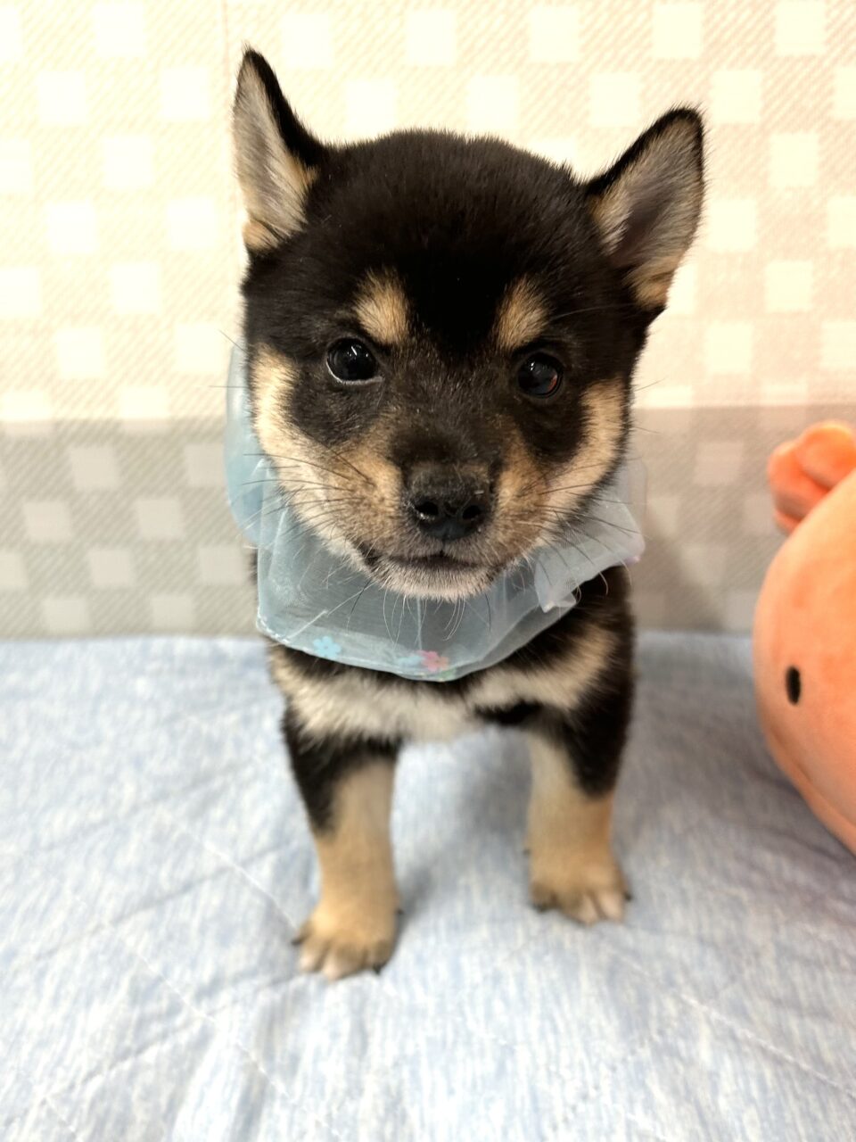 ★豆柴★男の子★
