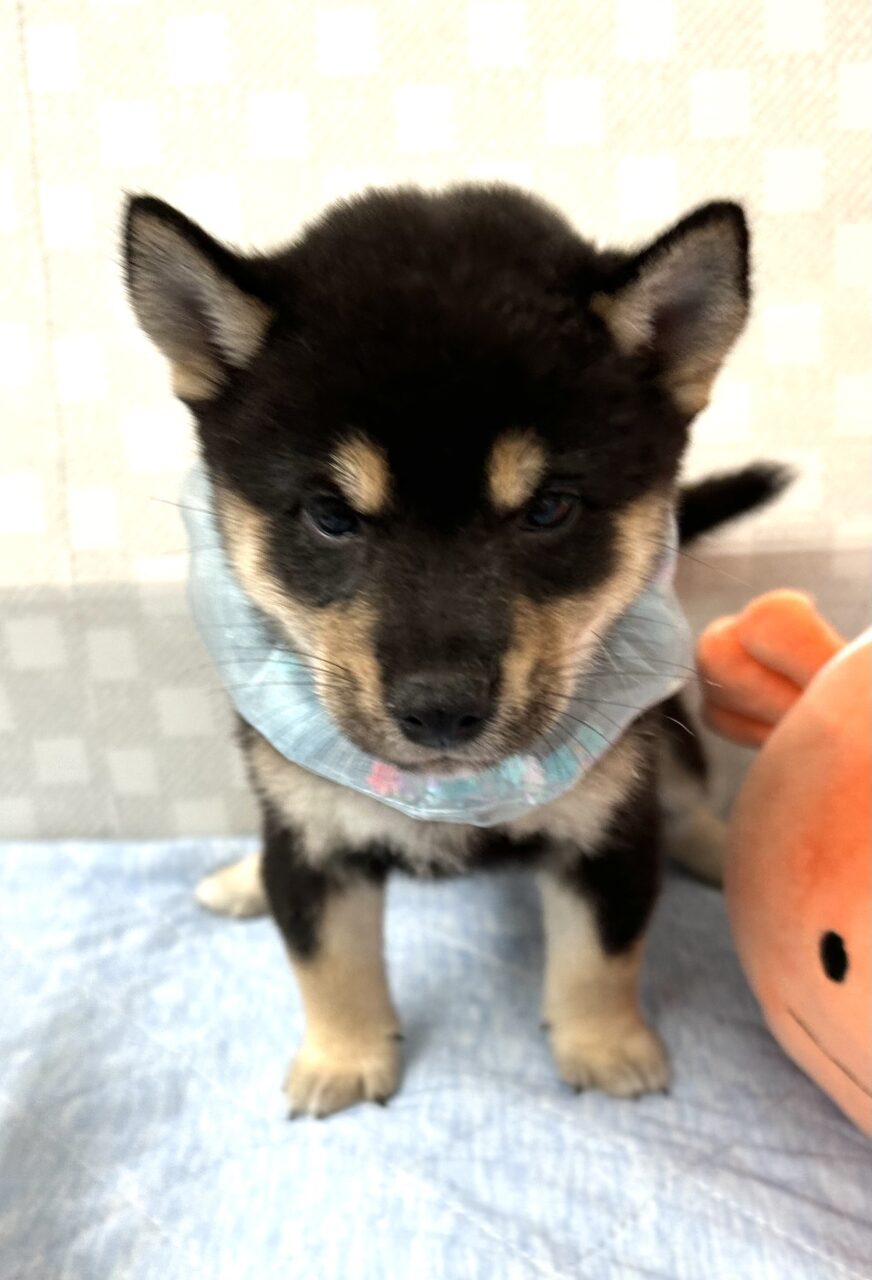 ★豆柴★男の子★
