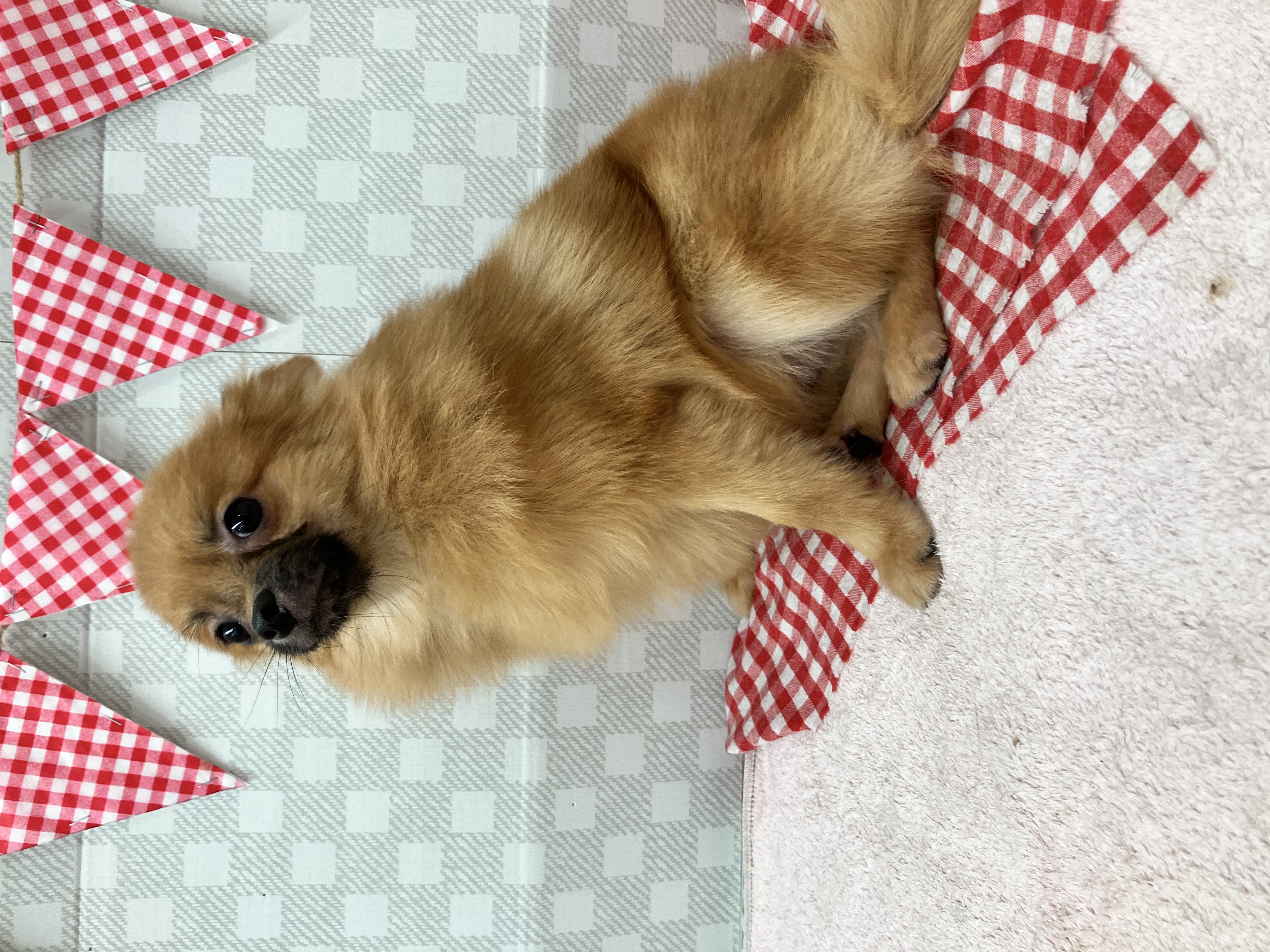 ★ポメちゃん★