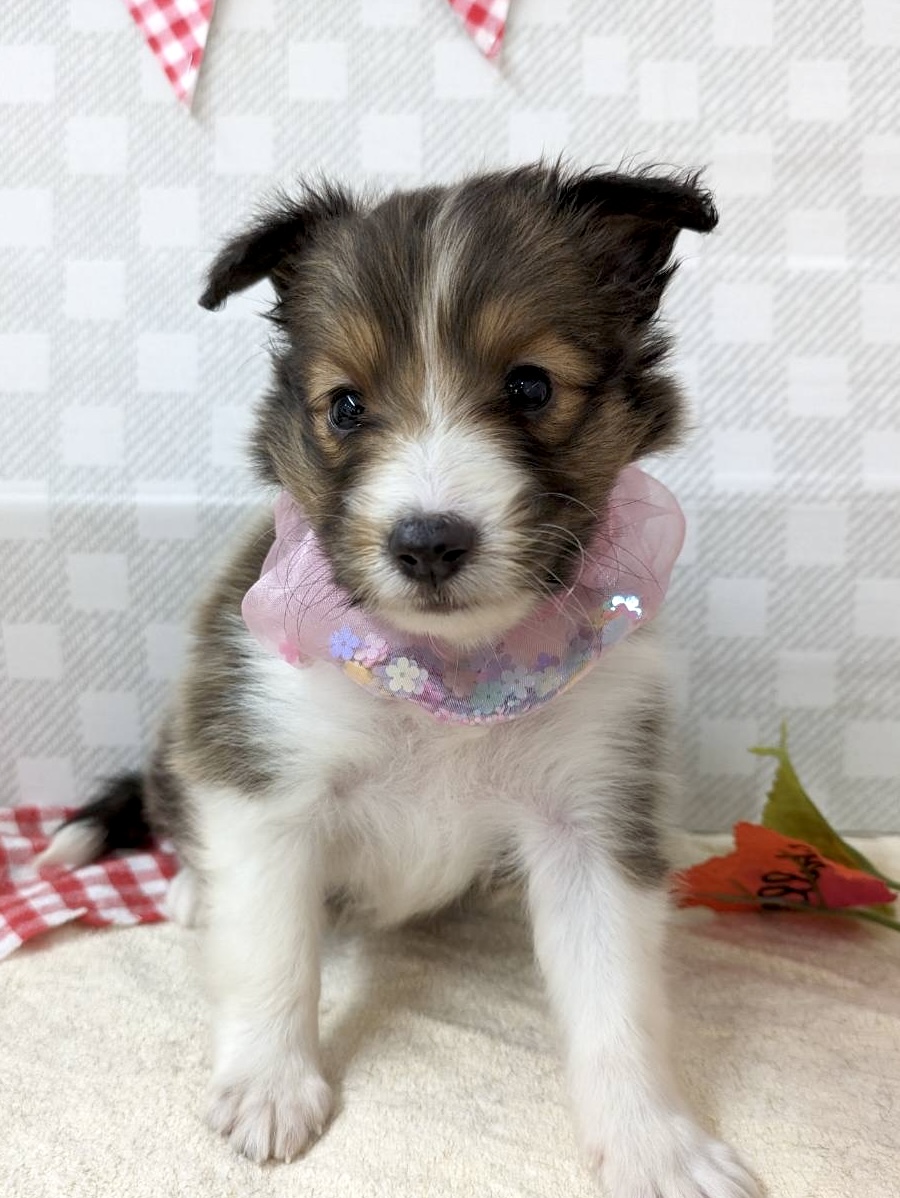 シェルティ★女の子★