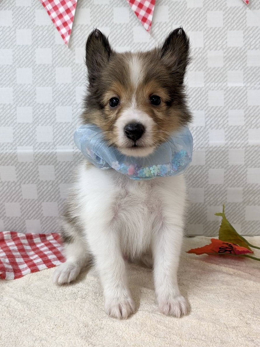 シェルティ★男の子★