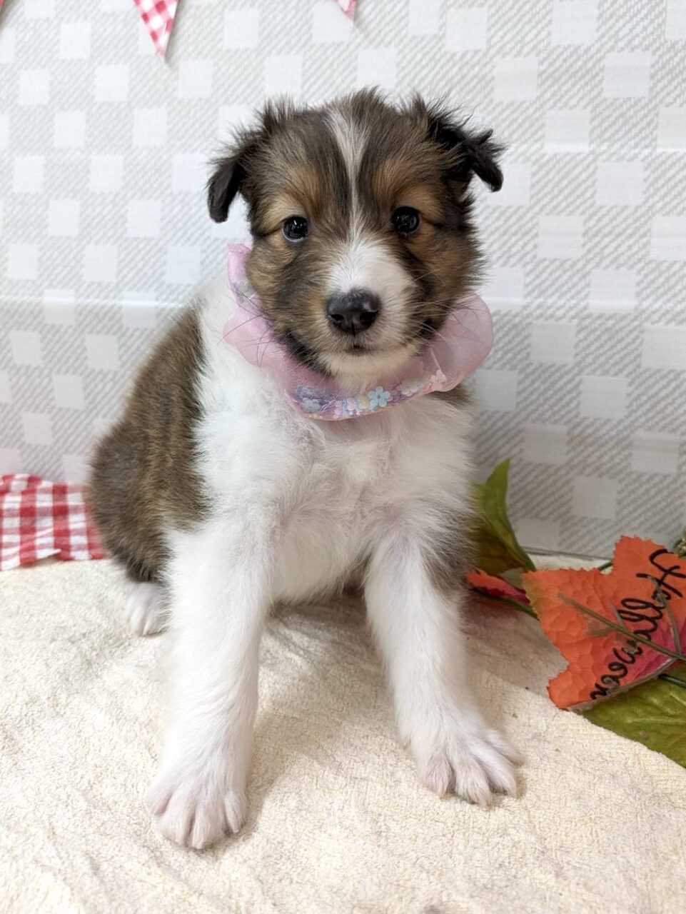 シェルティ★女の子★