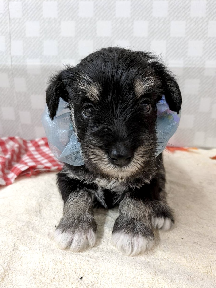 ★シュナウザー★男の子★