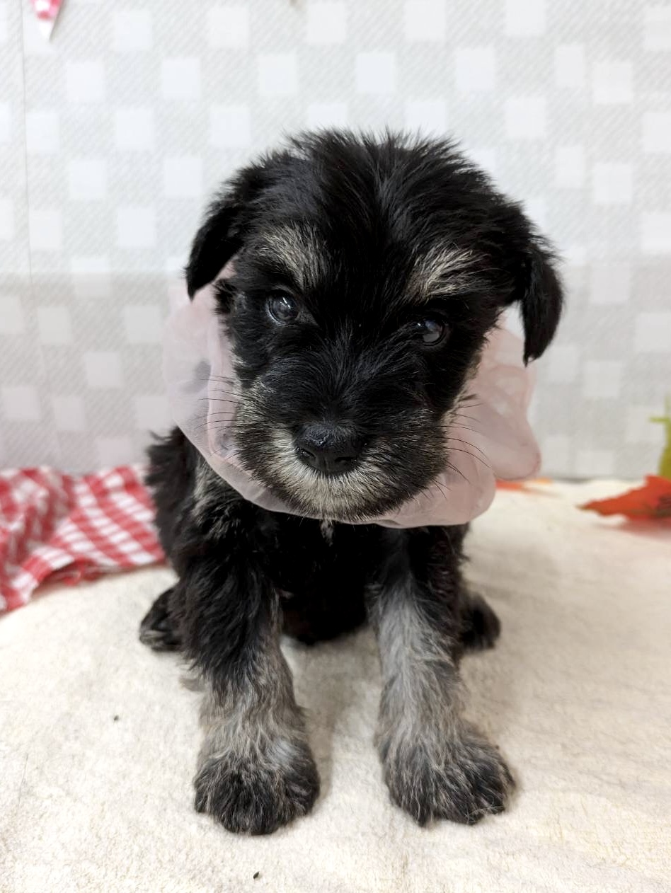 Ｍ・シュナウザー