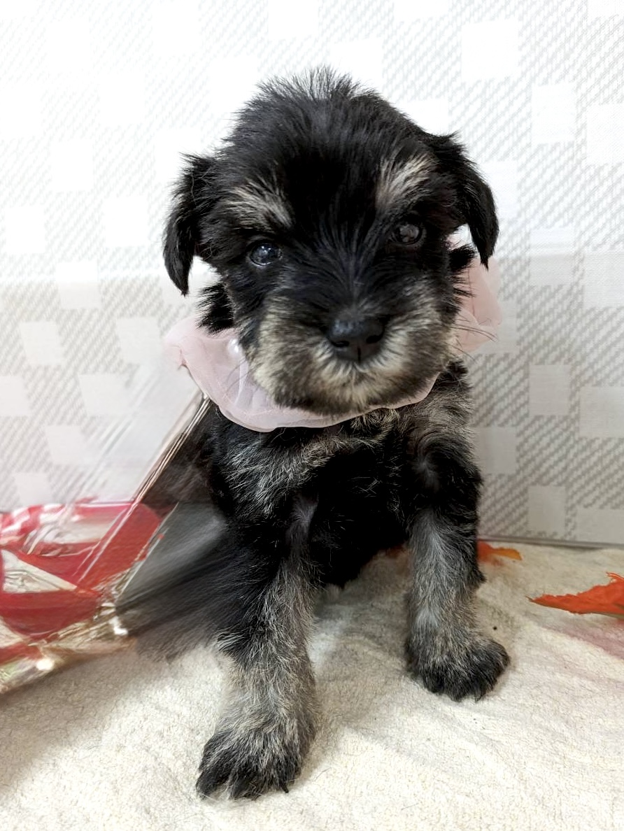 ★シュナウザー★女の子★