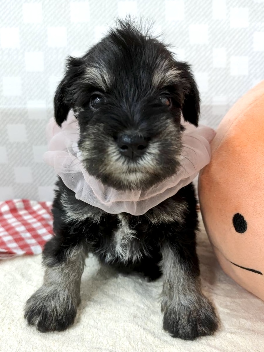 ★シュナウザー★女の子★