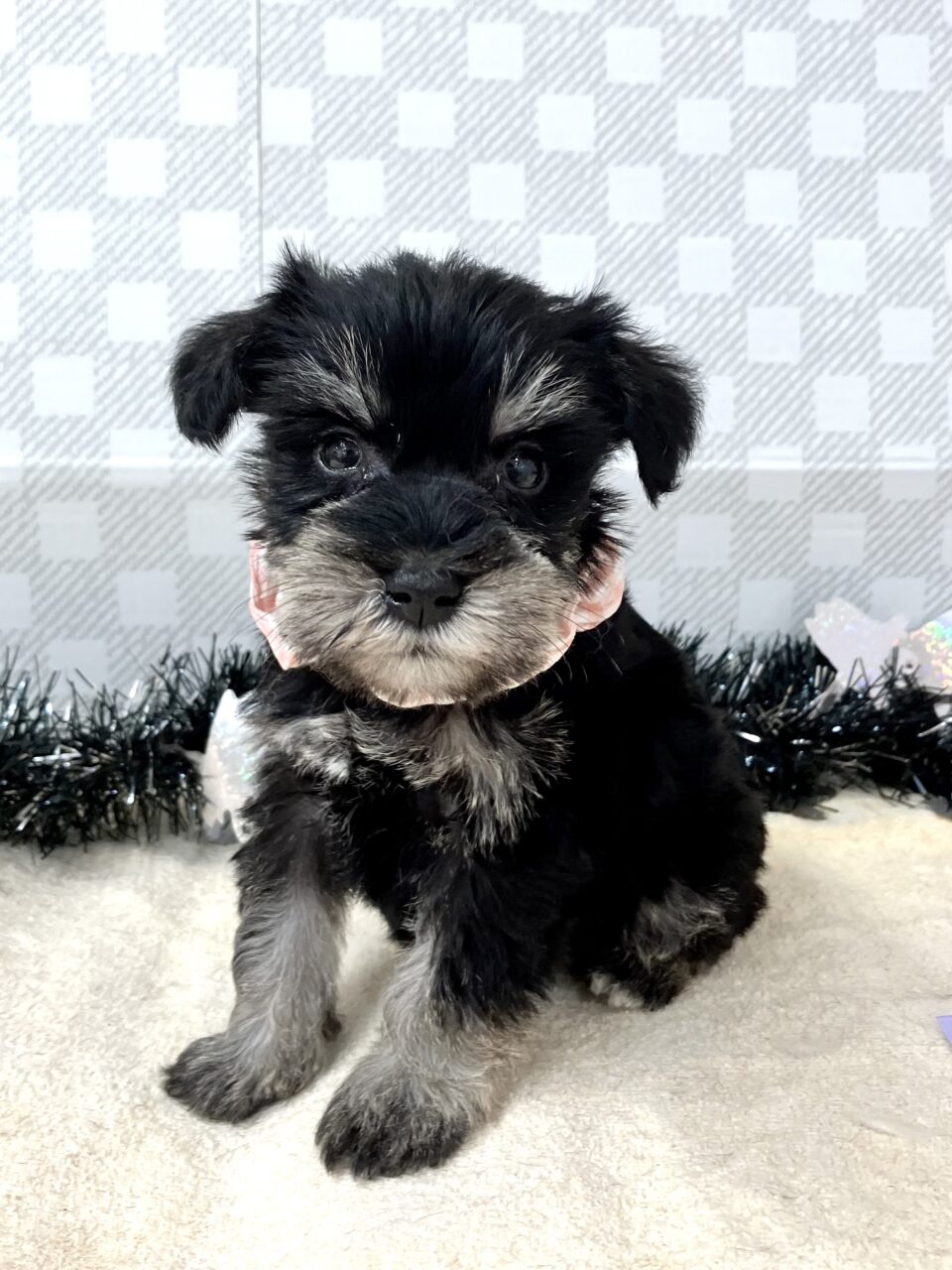 Ｍ・シュナウザー