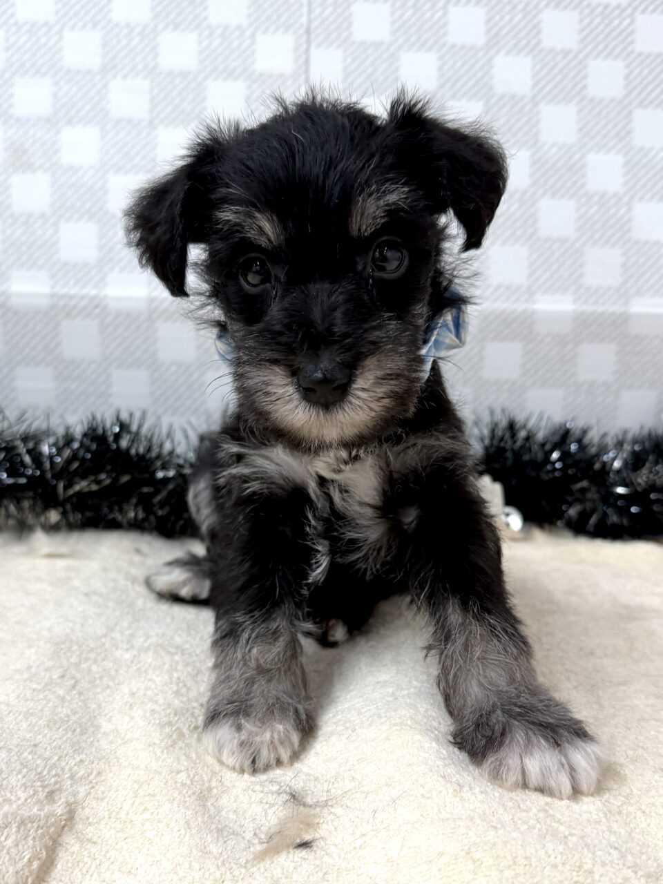 Ｍ・シュナウザー